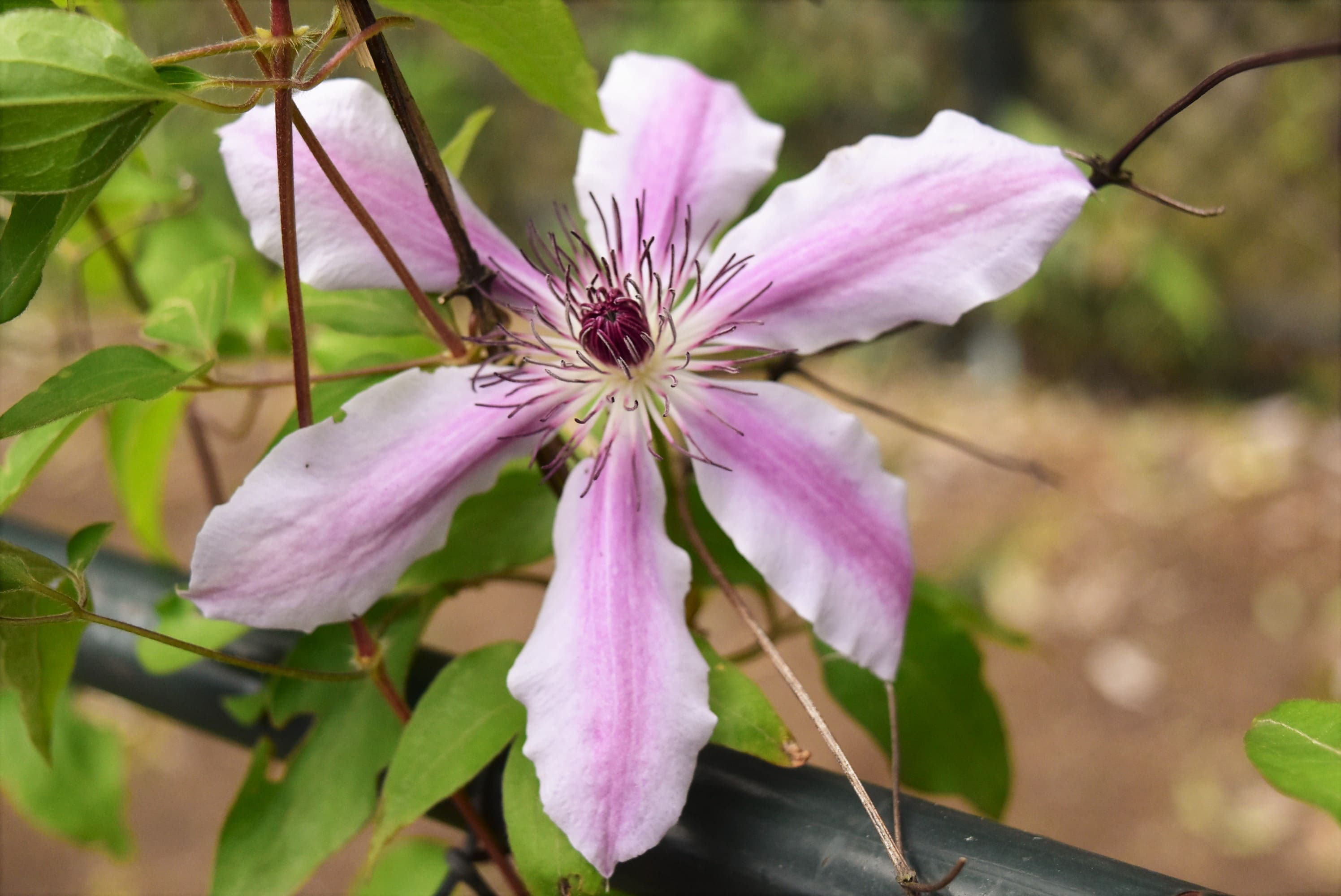 テッセン てっせん 鉄線 庭木図鑑 植木ペディア
