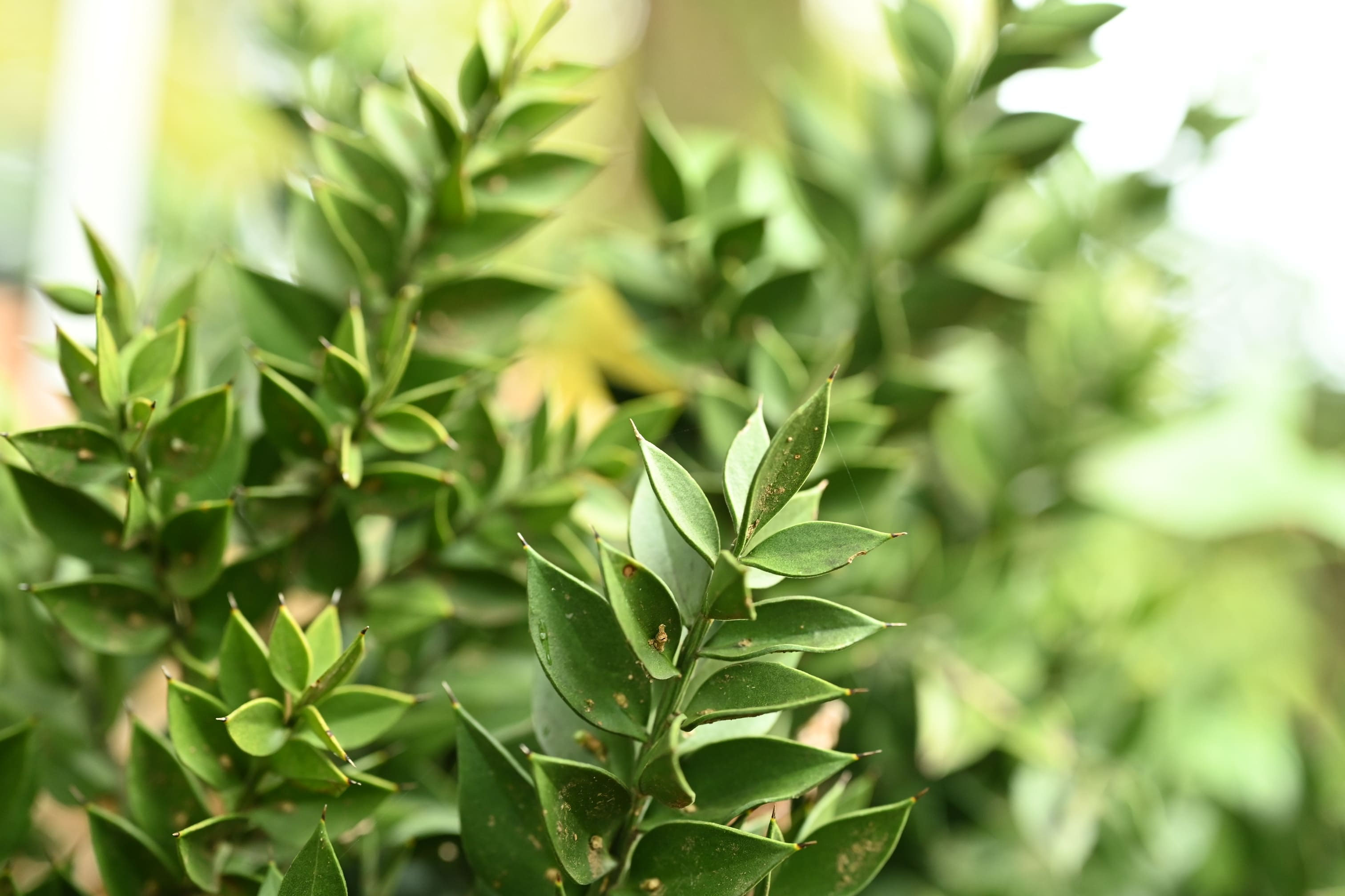 ナギイカダ 庭木図鑑 植木ペディア ナギイカダ 庭木図鑑 植木ペディア
