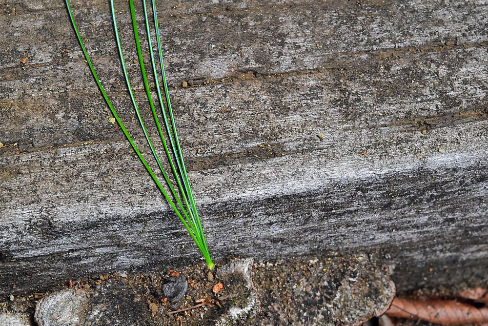 ストローブマツ 庭木図鑑 植木ペディア ストローブマツ 庭木図鑑 植木ペディア