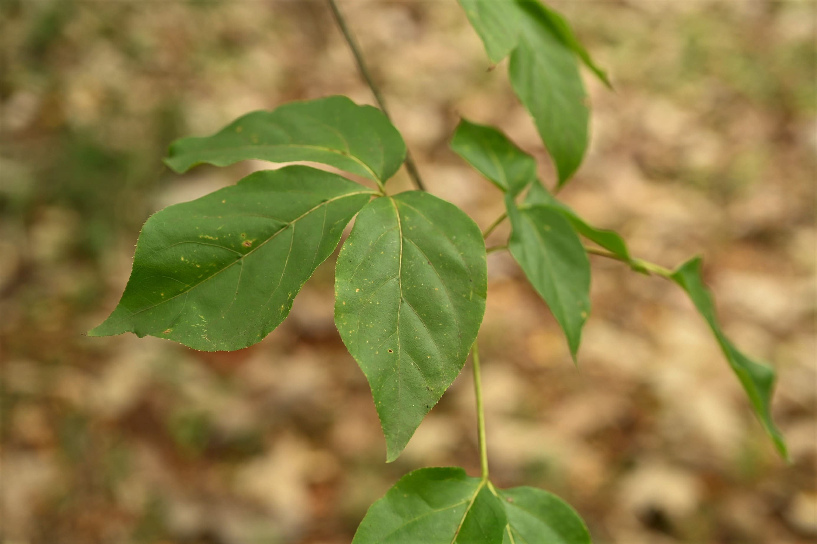タカノツメ 庭木図鑑 植木ペディア タカノツメ 庭木図鑑 植木ペディア