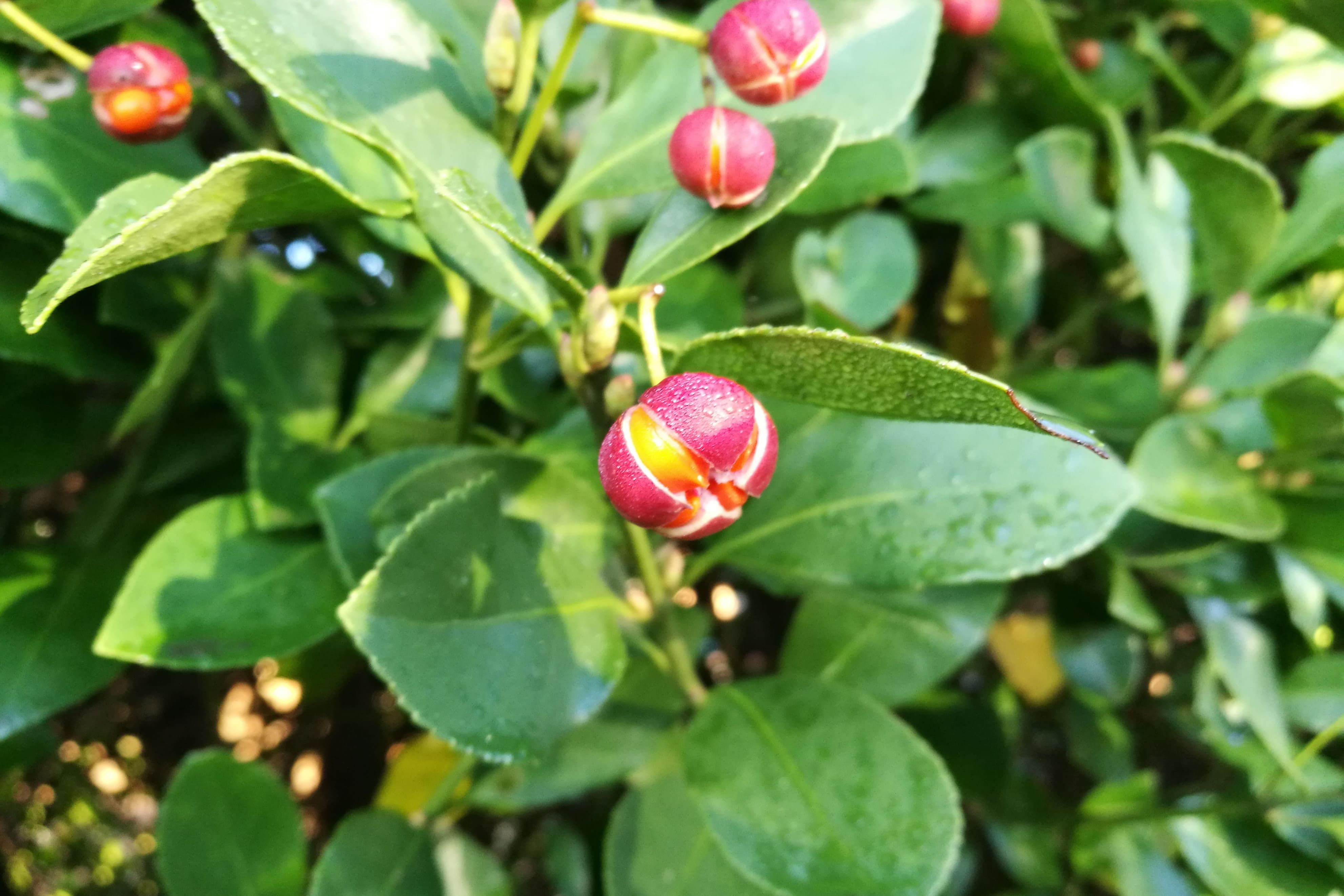 ツルマサキ 庭木図鑑 植木ペディア ツルマサキ 庭木図鑑 植木ペディア