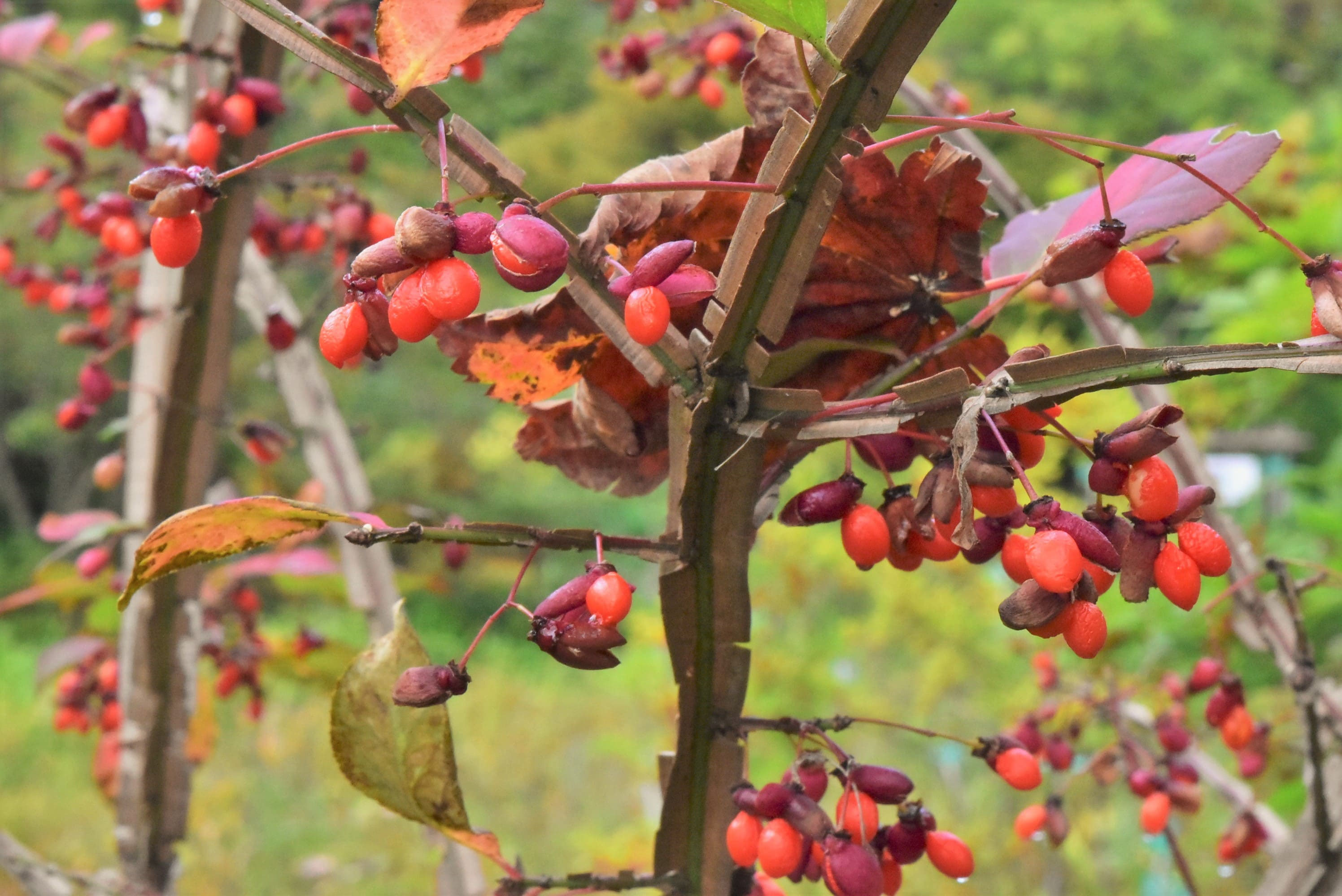 ニシキギ（錦木） - 庭木図鑑 植木ペディア