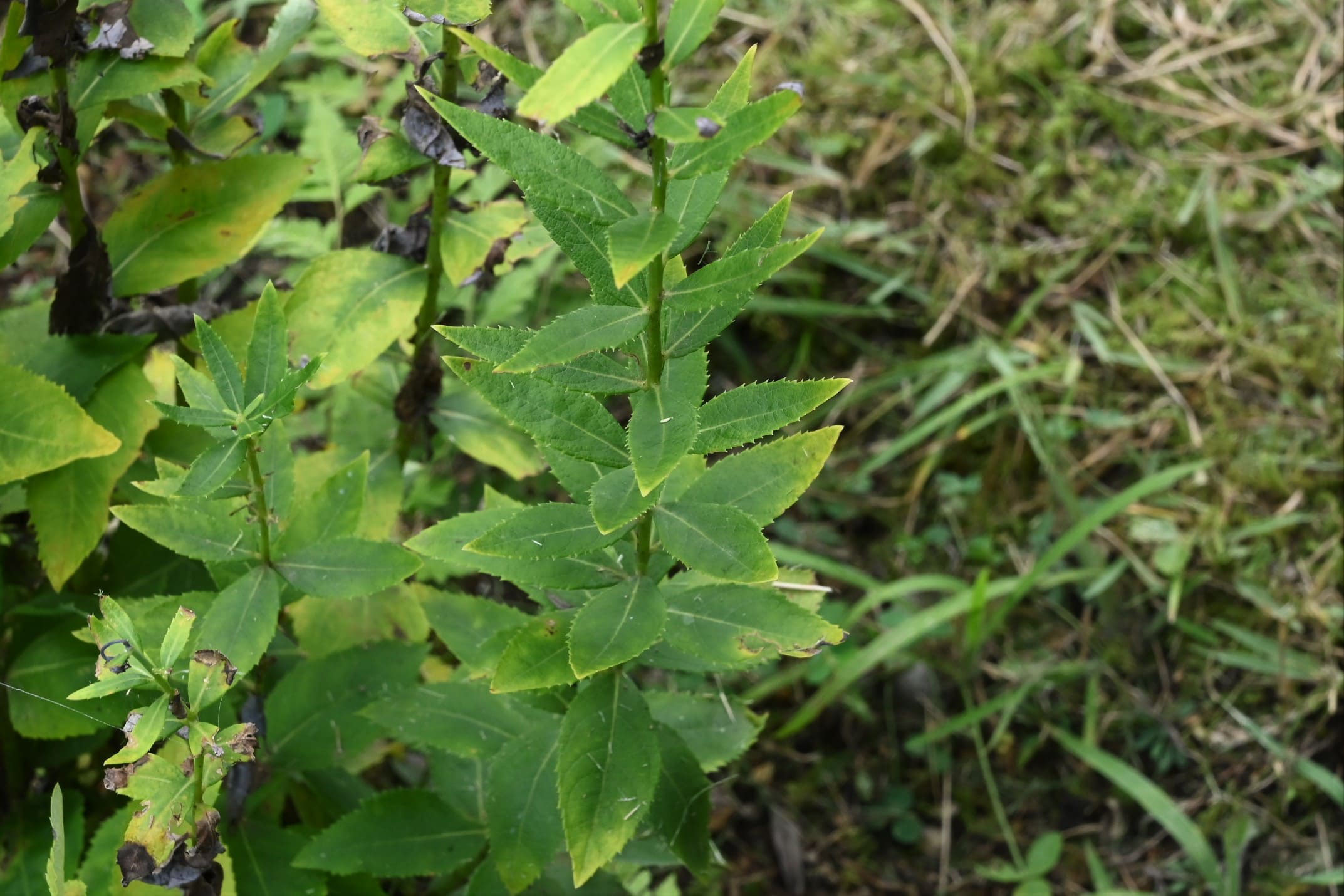 キキョウ 桔梗 庭木図鑑 植木ペディア