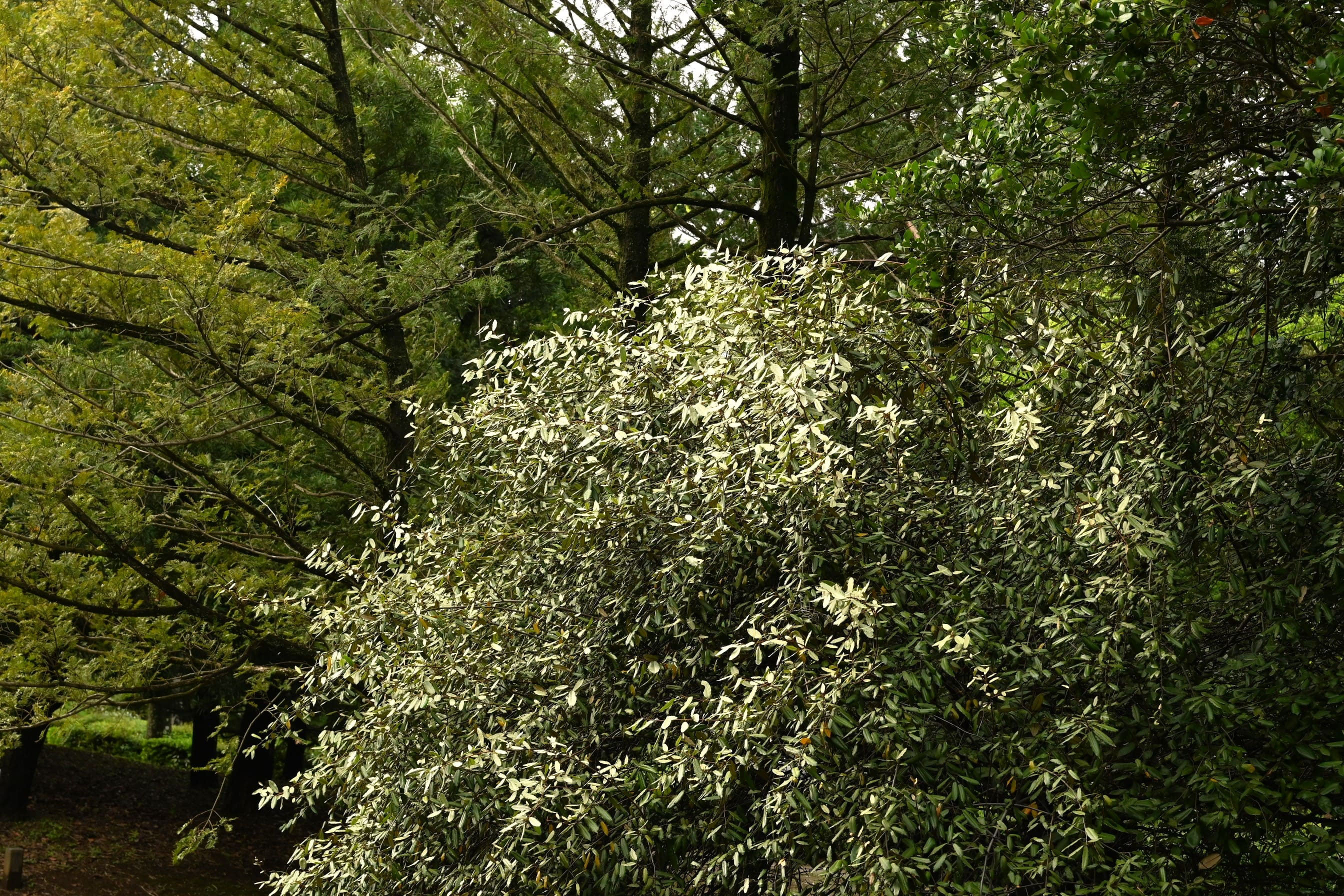 ナワシログミ（苗代茱萸） - 庭木図鑑 植木ペディア