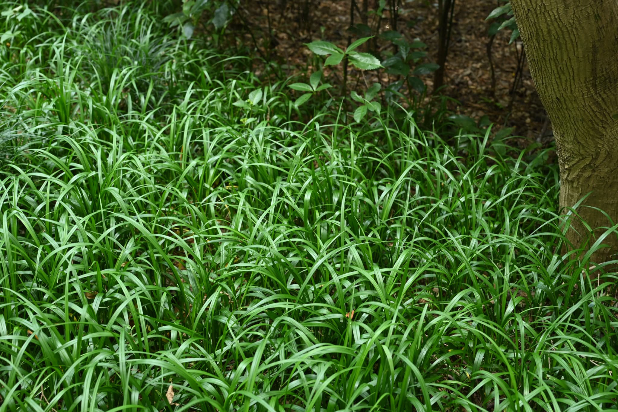 キチジョウソウ 吉祥草 庭木図鑑 植木ペディア