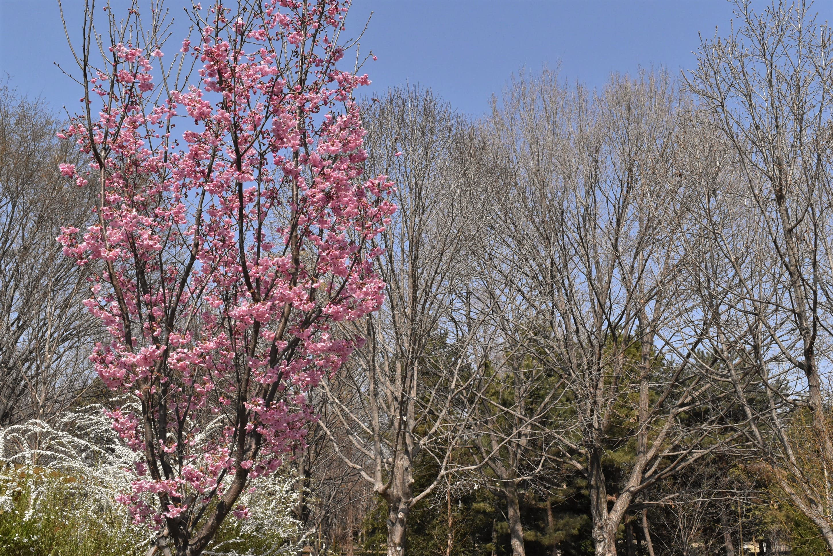 残り1本☆陽光桜(ヨウコウザクラ)高さ2.5m
