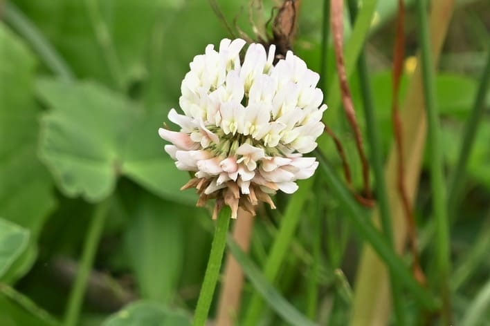 クローバー／くろーばー - 庭木図鑑 植木ペディア