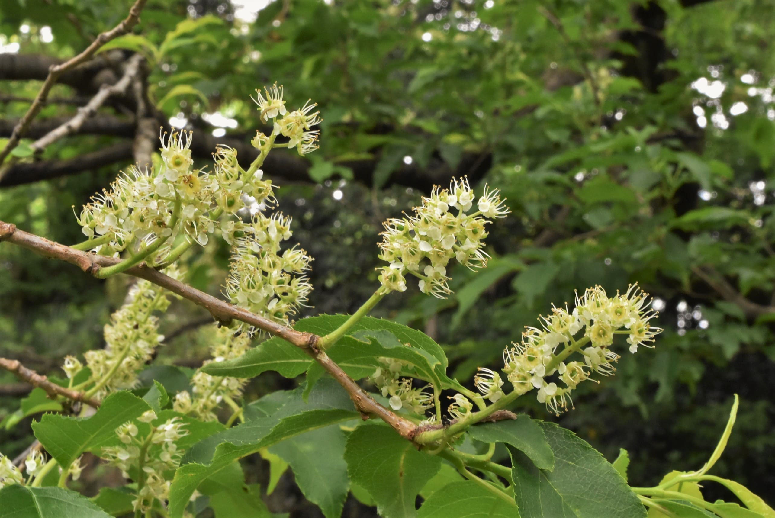 ウワミズザクラ 上溝桜 庭木図鑑 植木ペディア