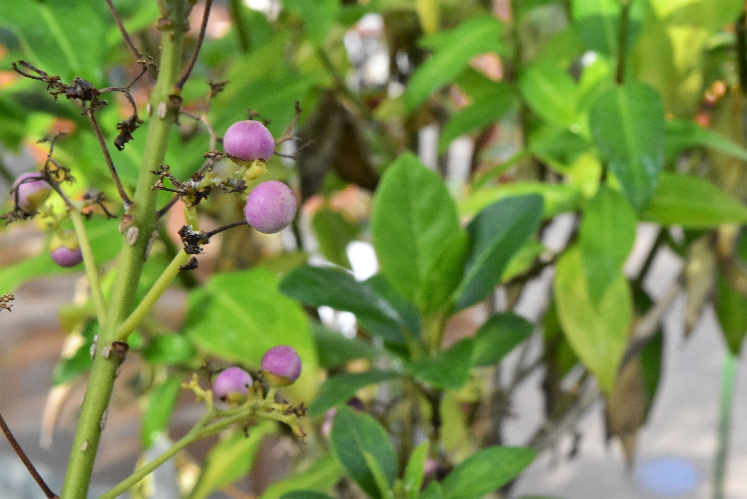 ムラサキシキブ 紫式部 庭木図鑑 植木ペディア ムラサキシキブ 紫式部 庭木図鑑 植木ペディア