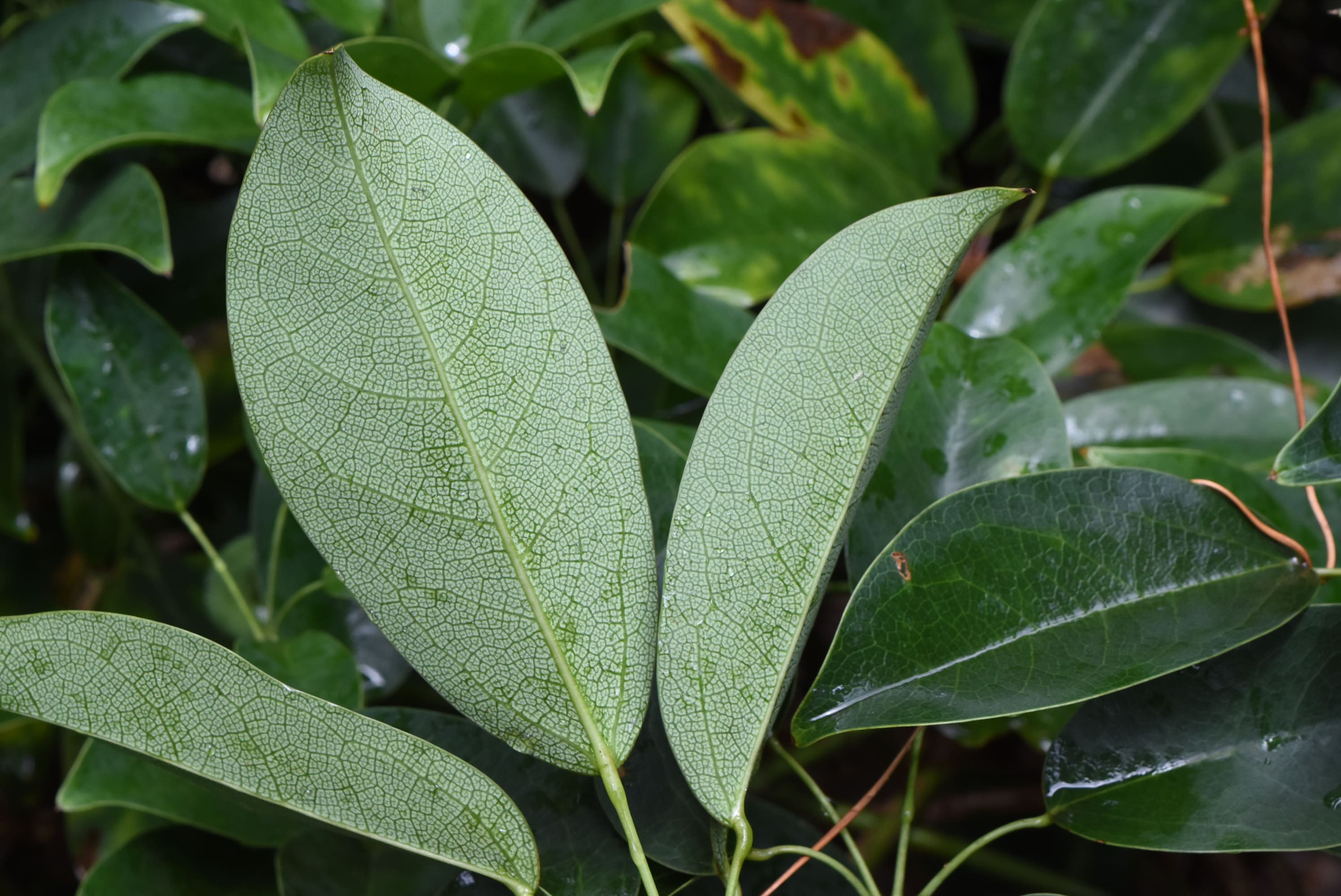 ムベ 庭木図鑑 植木ペディア