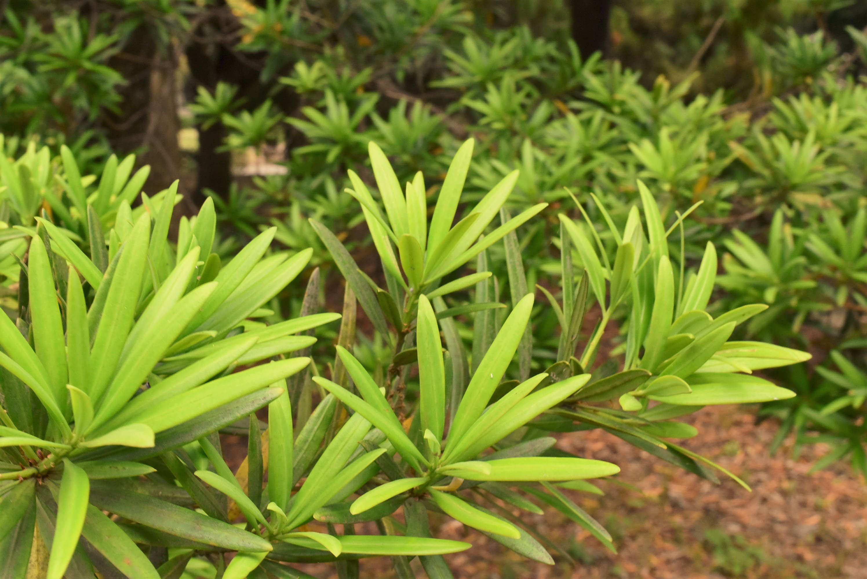 ラカンマキ 羅漢槙 庭木図鑑 植木ペディア