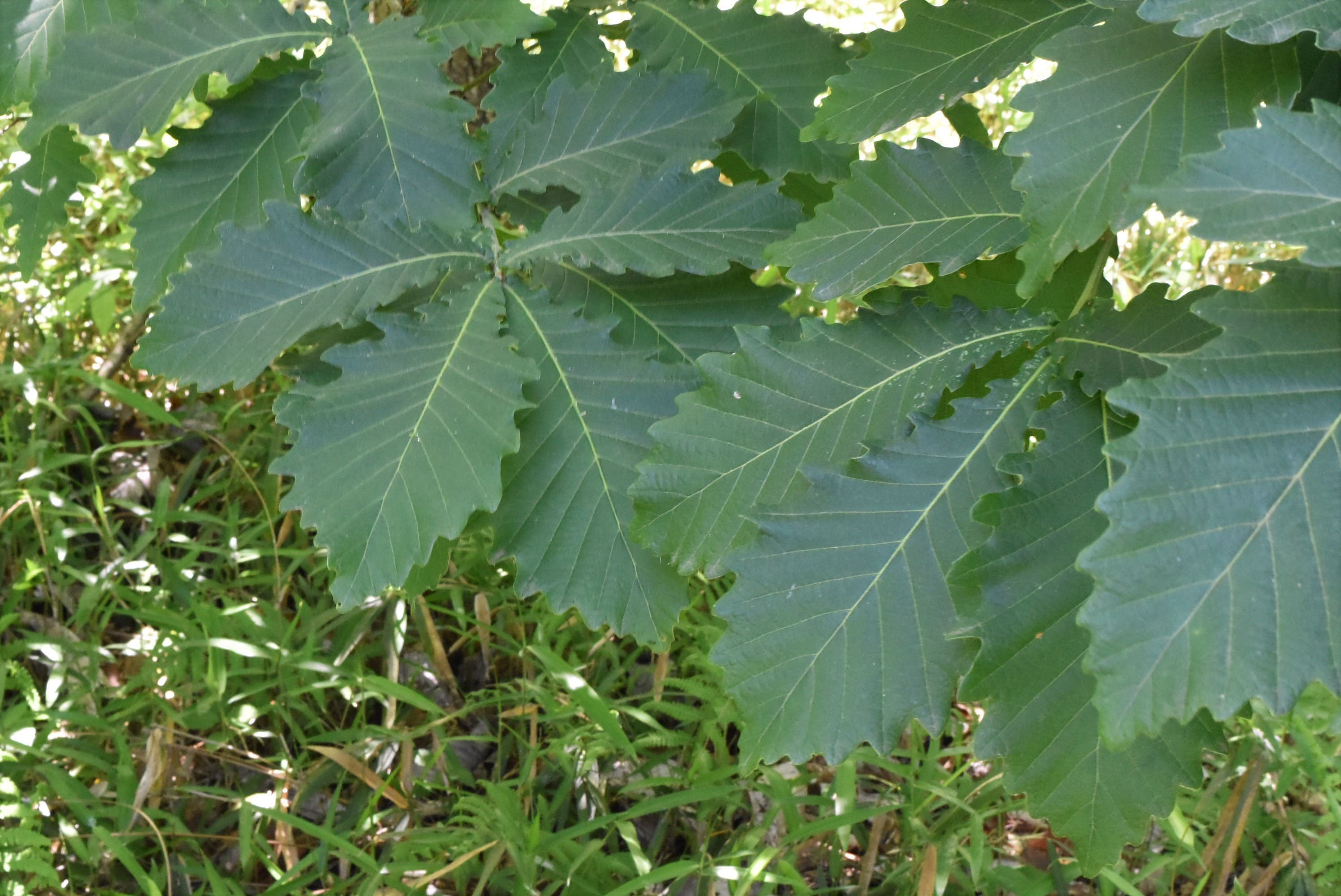 ミズナラ 水楢 庭木図鑑 植木ペディア