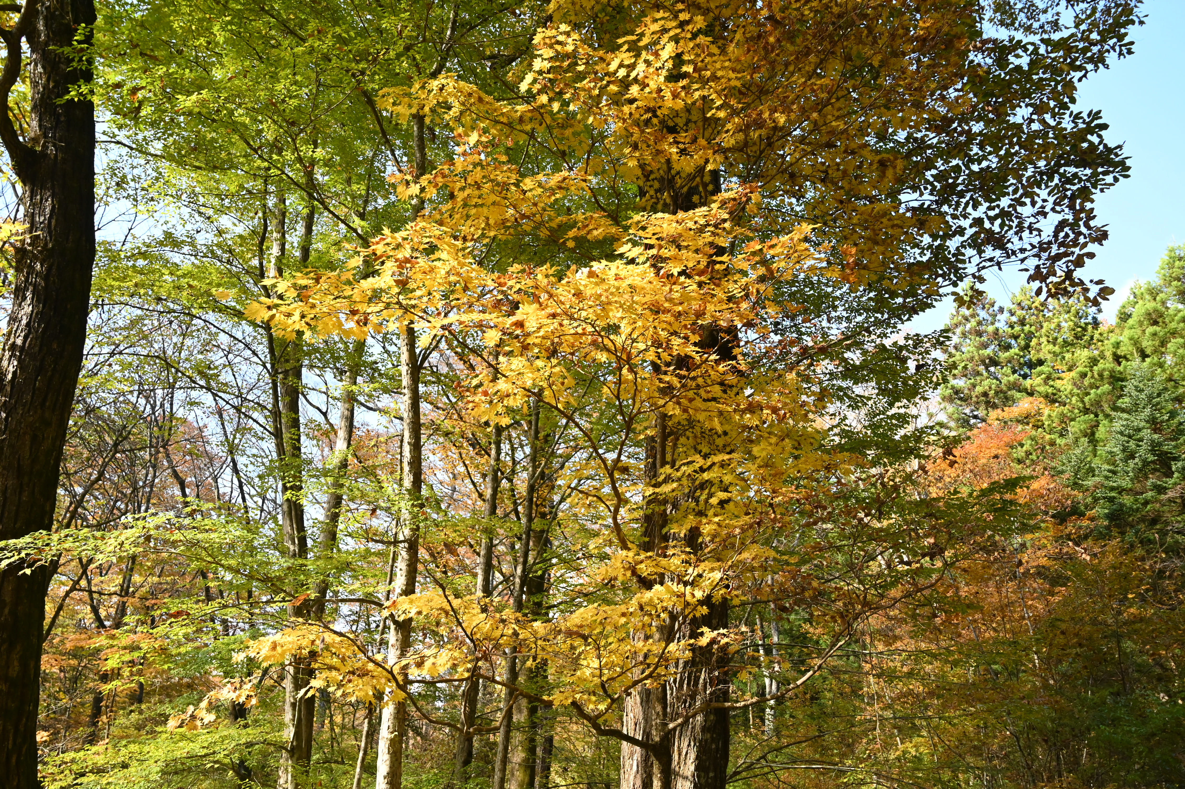 オオイタヤメイゲツ／おおいたやめいげつ／大板屋名月 - 庭木図鑑 植木