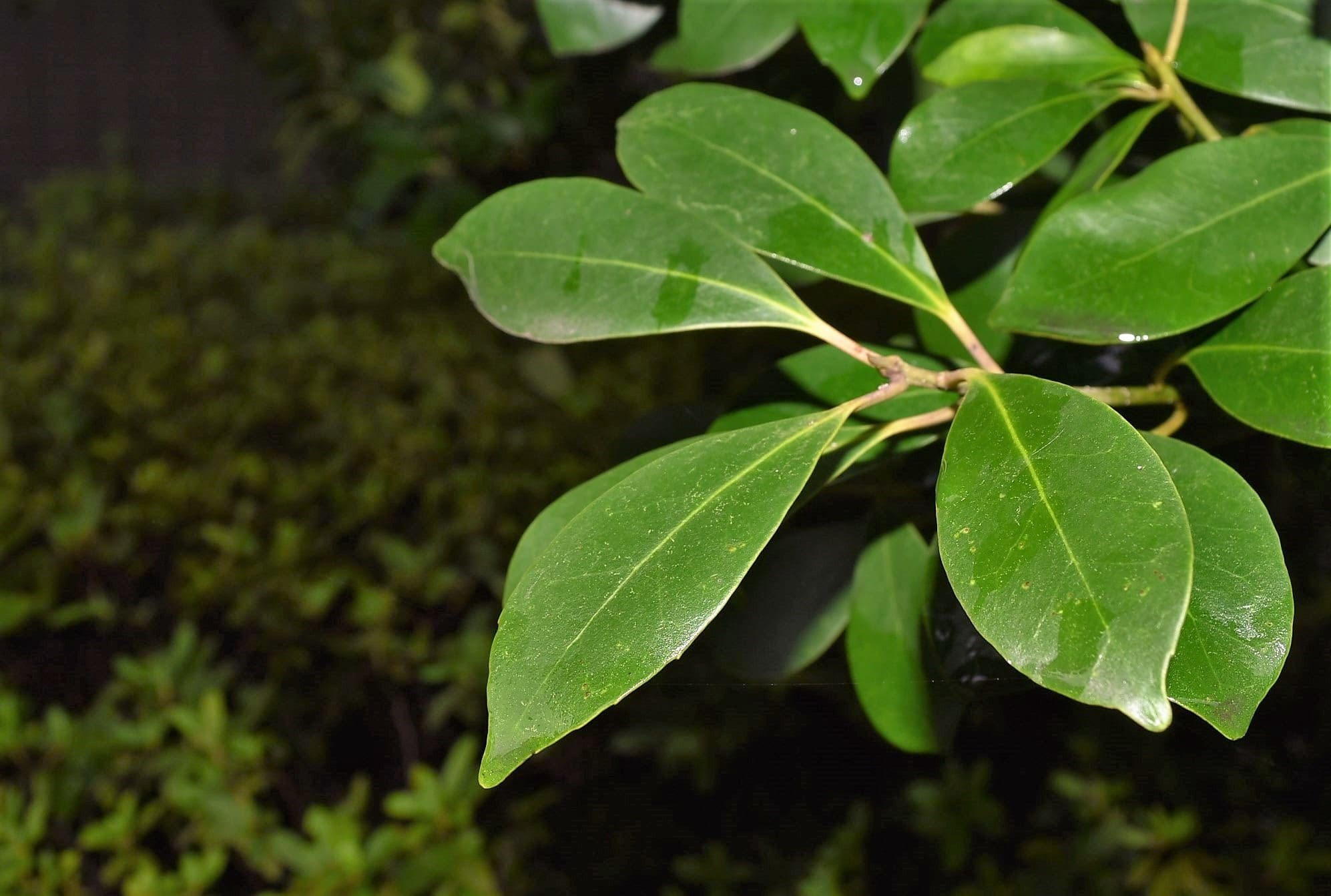 モチノキ（黐の木） - 庭木図鑑 植木ペディア