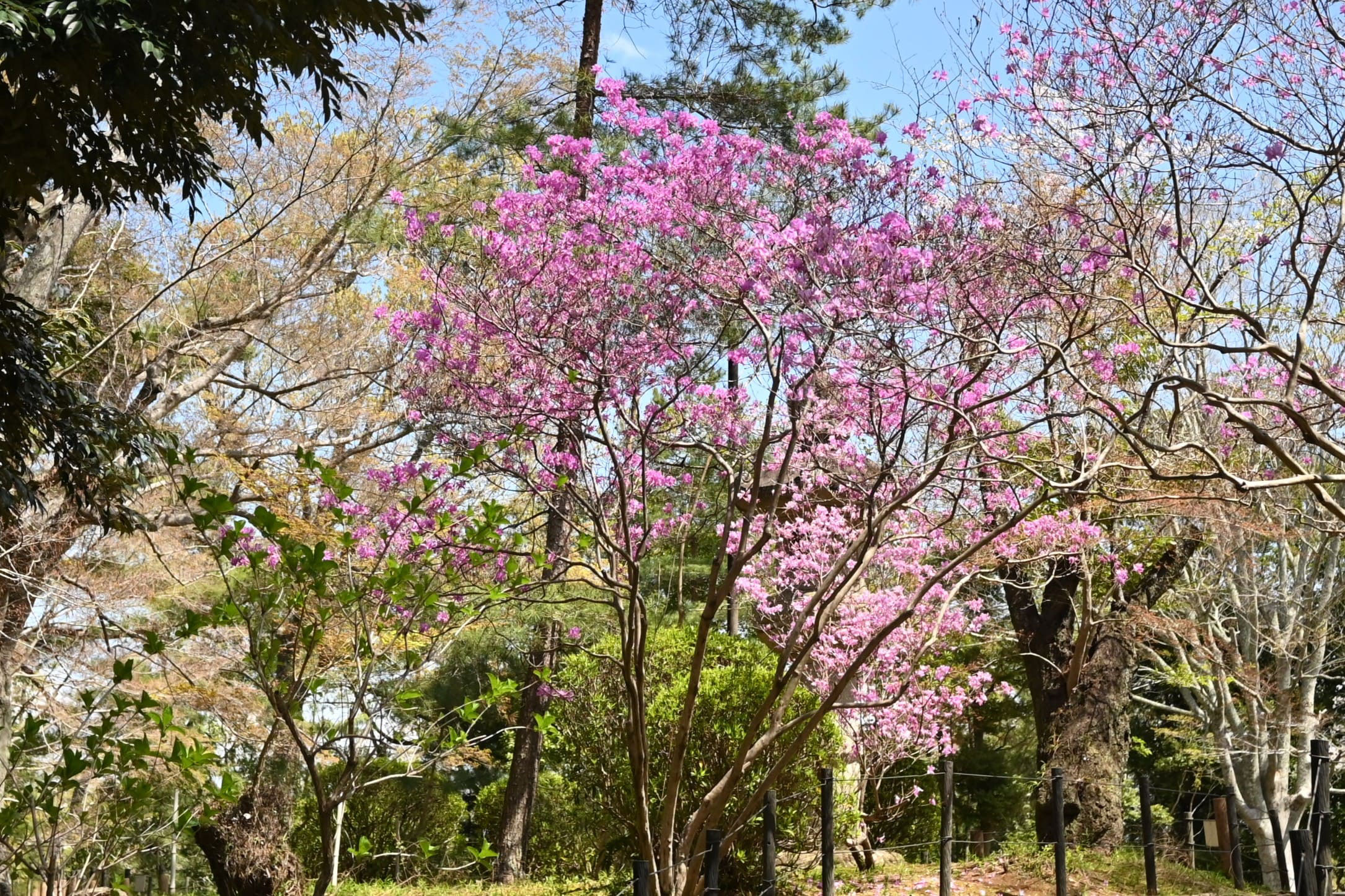 ミツバツツジ　大型　新緑 ミツバツツジ - 庭木図鑑 植木ペディア
