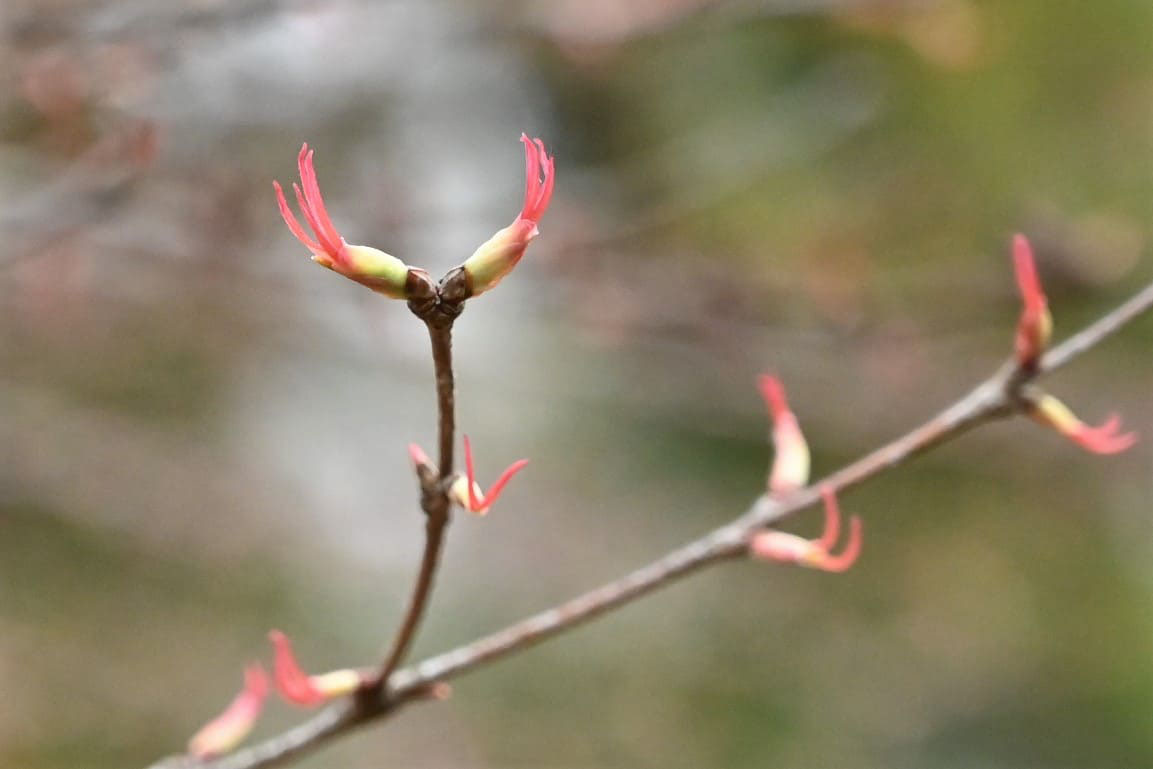 カツラ 桂 庭木図鑑 植木ペディア