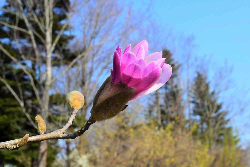 シデコブシ 幣辛夷 庭木図鑑 植木ペディア