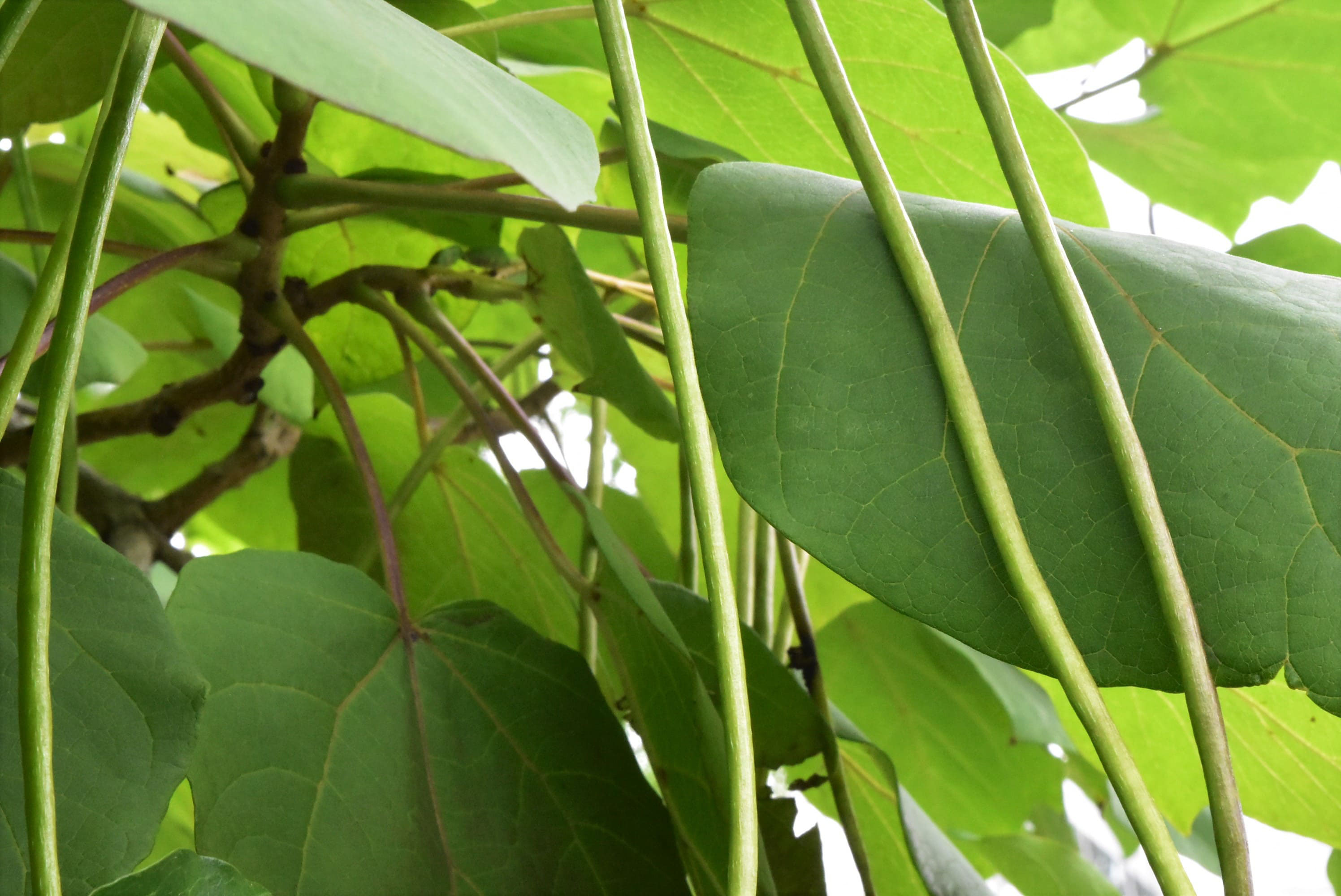 キササゲ 庭木図鑑 植木ペディア