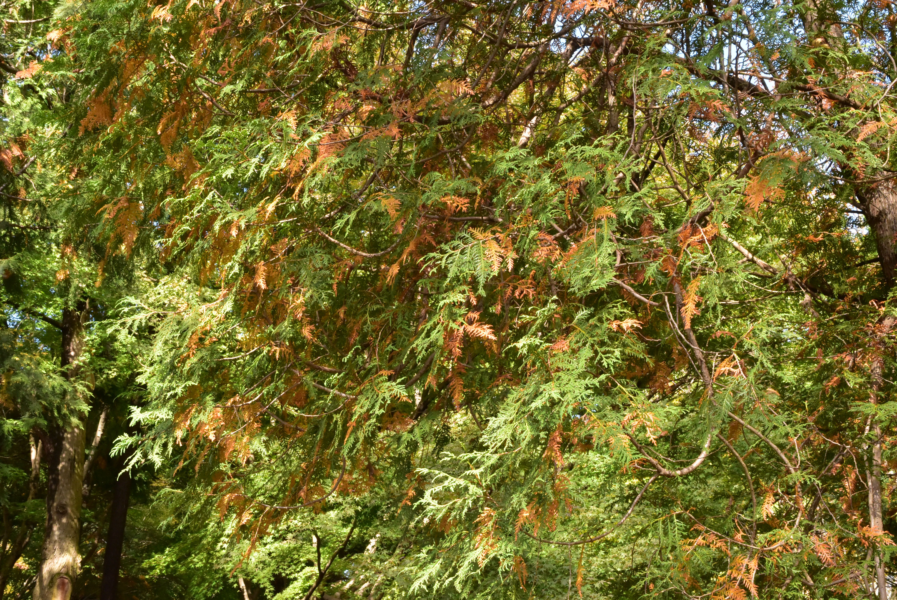 ニオイヒバ 匂檜葉 庭木図鑑 植木ペディア