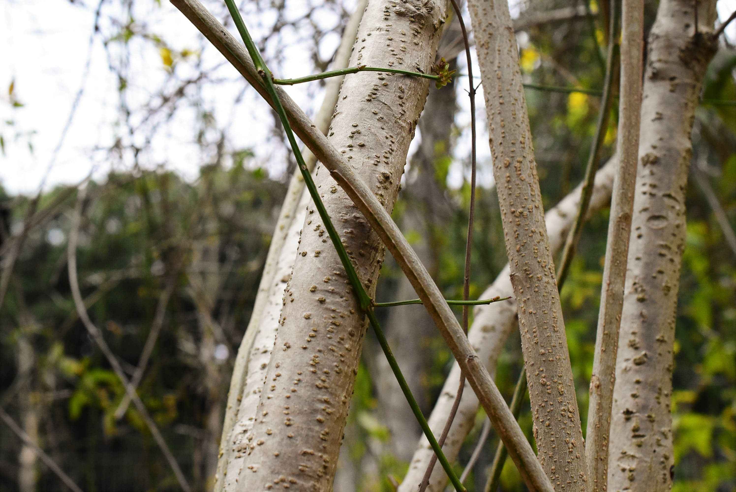 オウバイ 黄梅 庭木図鑑 植木ペディア オウバイ 黄梅 庭木図鑑 植木ペディア
