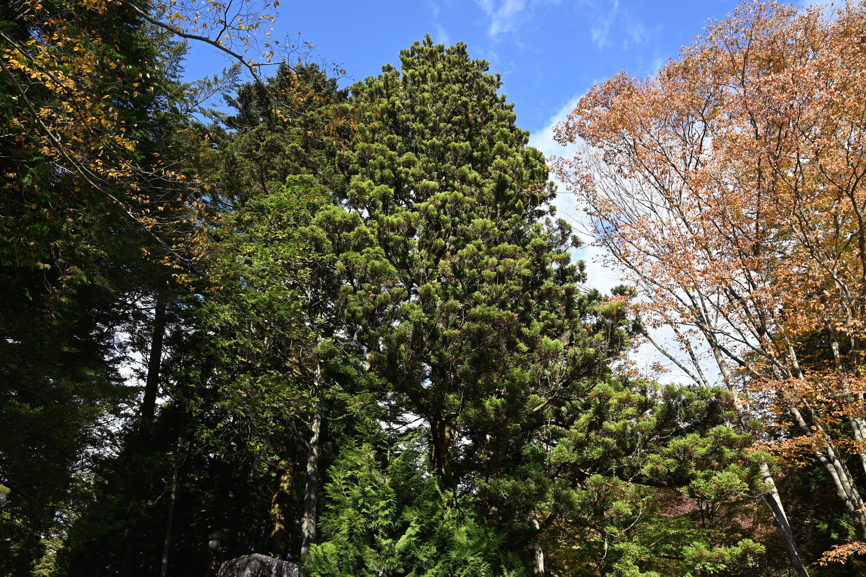 スギ 杉 庭木図鑑 植木ペディア スギ 杉 庭木図鑑 植木ペディア