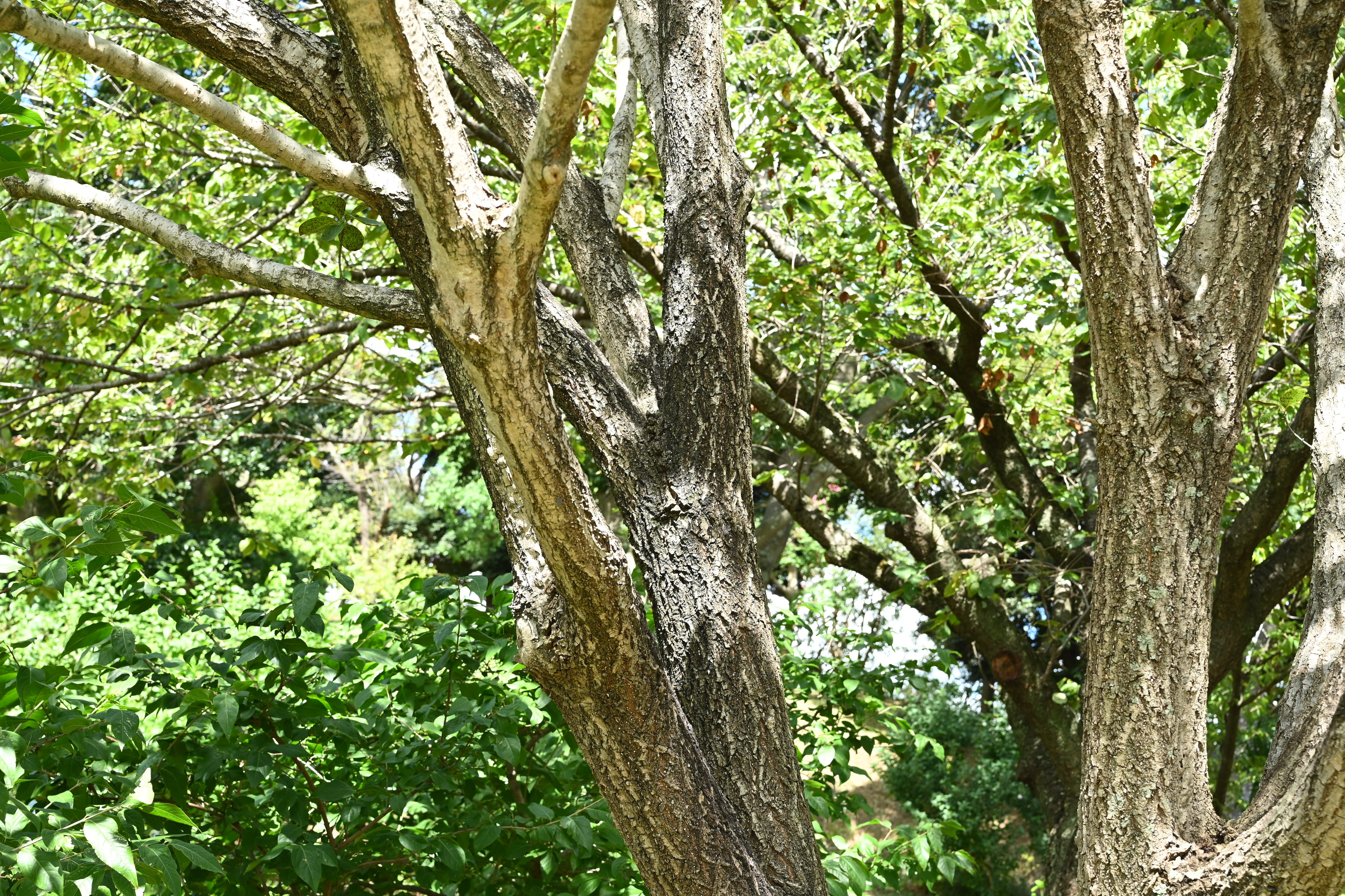 ヒトツバタゴ - 庭木図鑑 植木ペディア