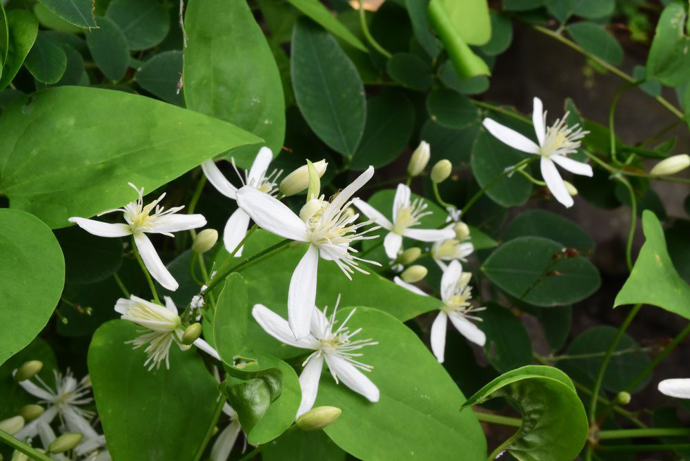 センニンソウ せんにんそう 仙人草 庭木図鑑 植木ペディア