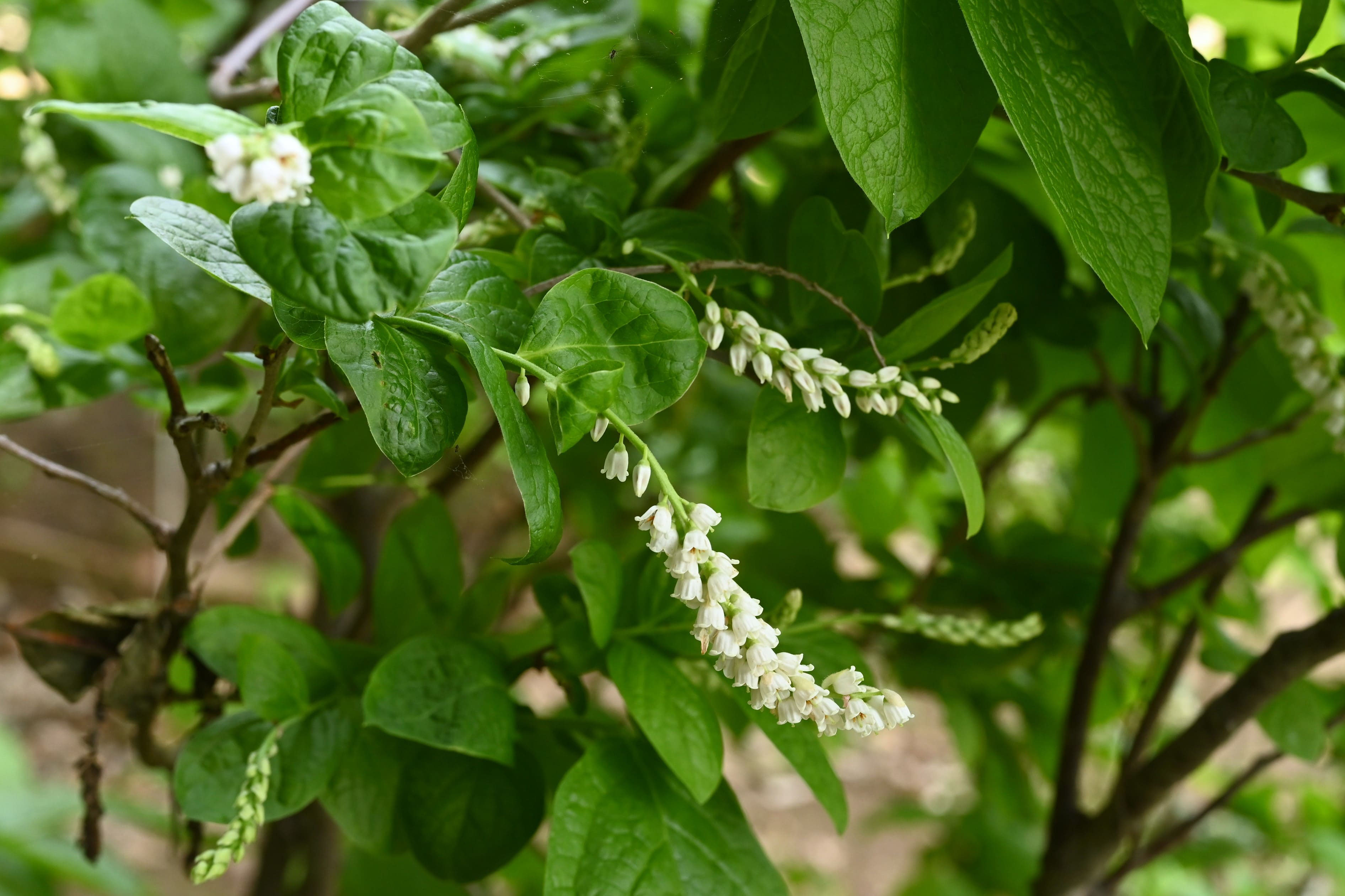 ナツハゼ（夏櫨） - 庭木図鑑 植木ペディア