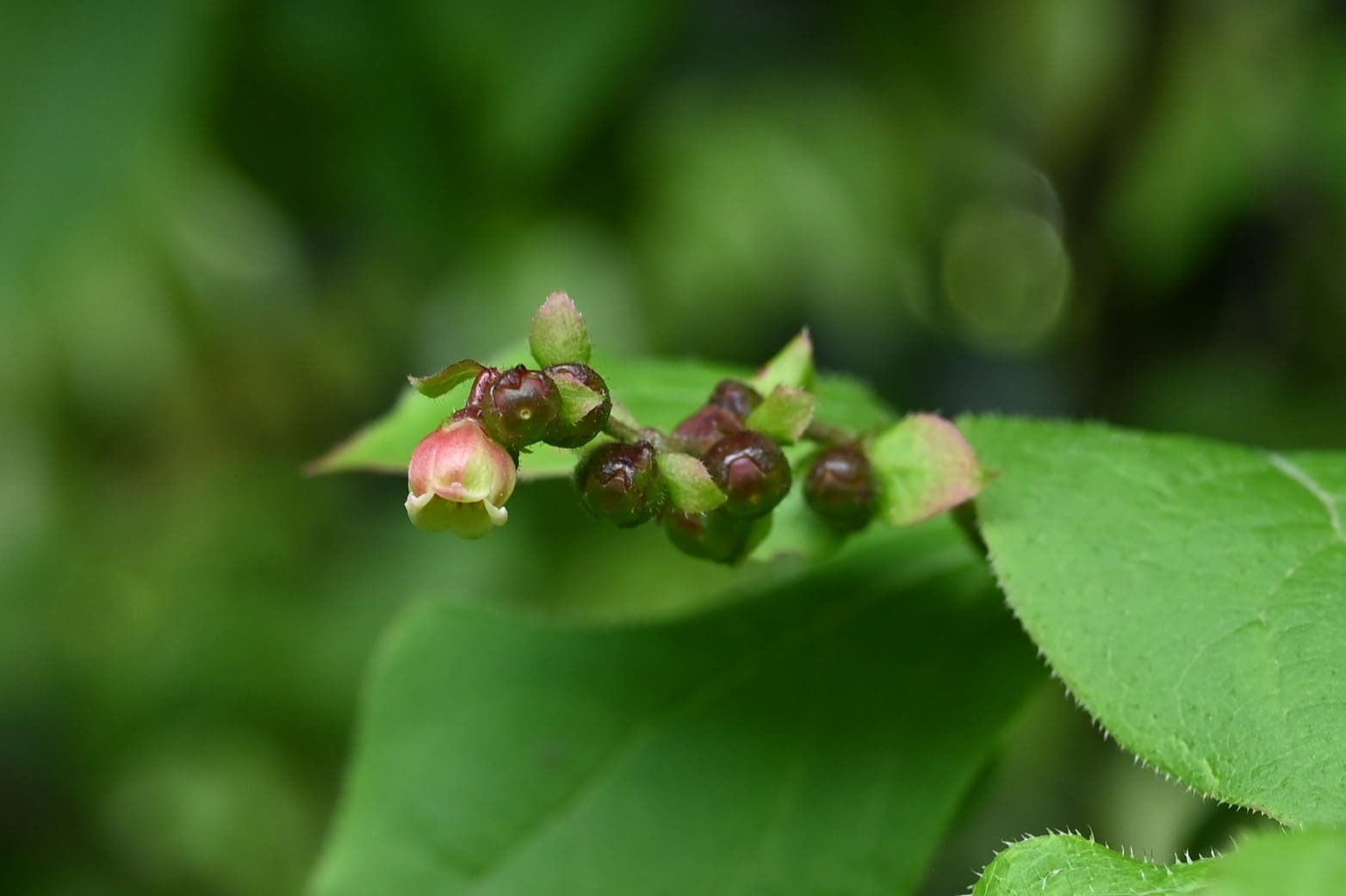 ナツハゼ（夏櫨） - 庭木図鑑 植木ペディア