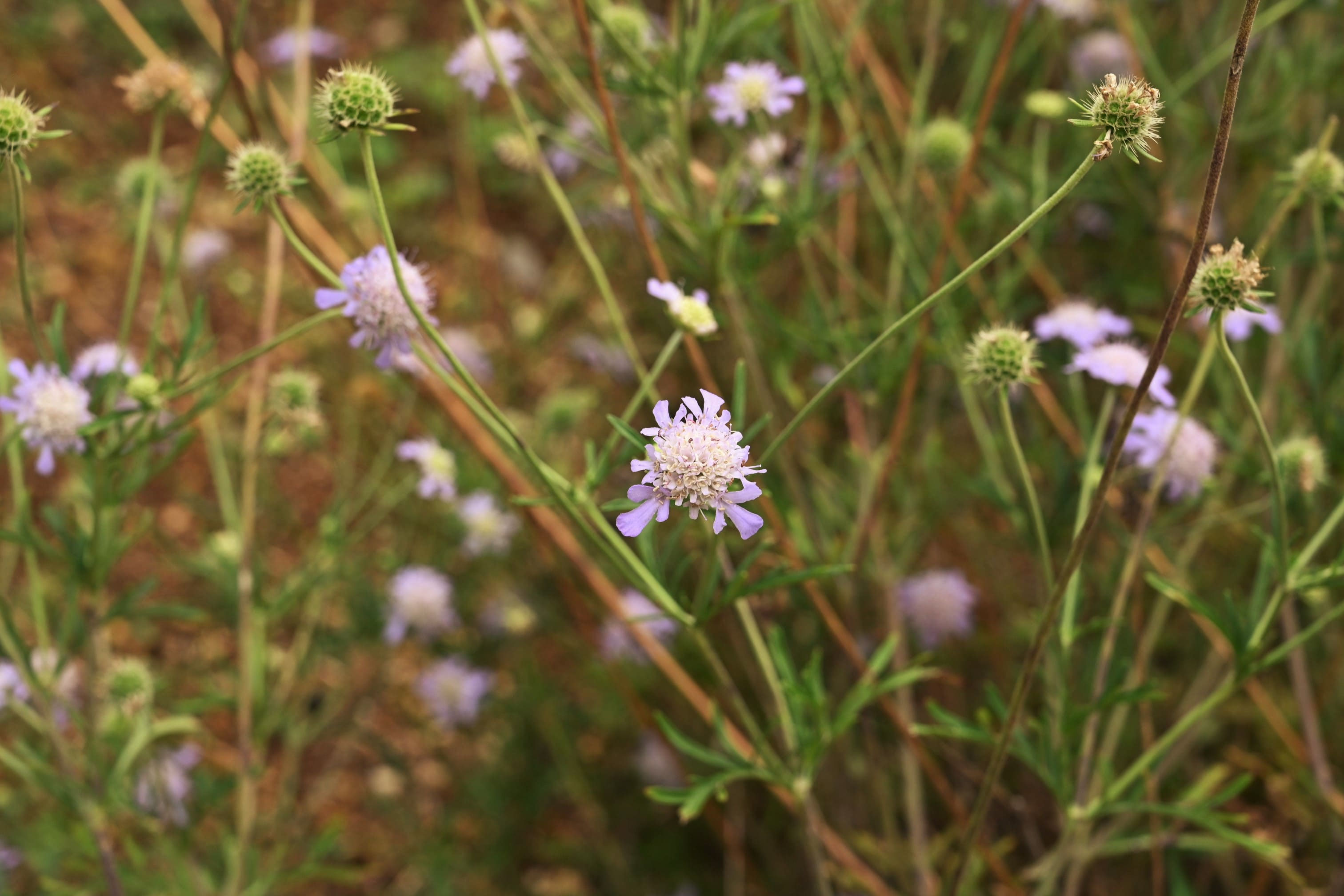マツムシソウ まつむしそう 松虫草 庭木図鑑 植木ペディア