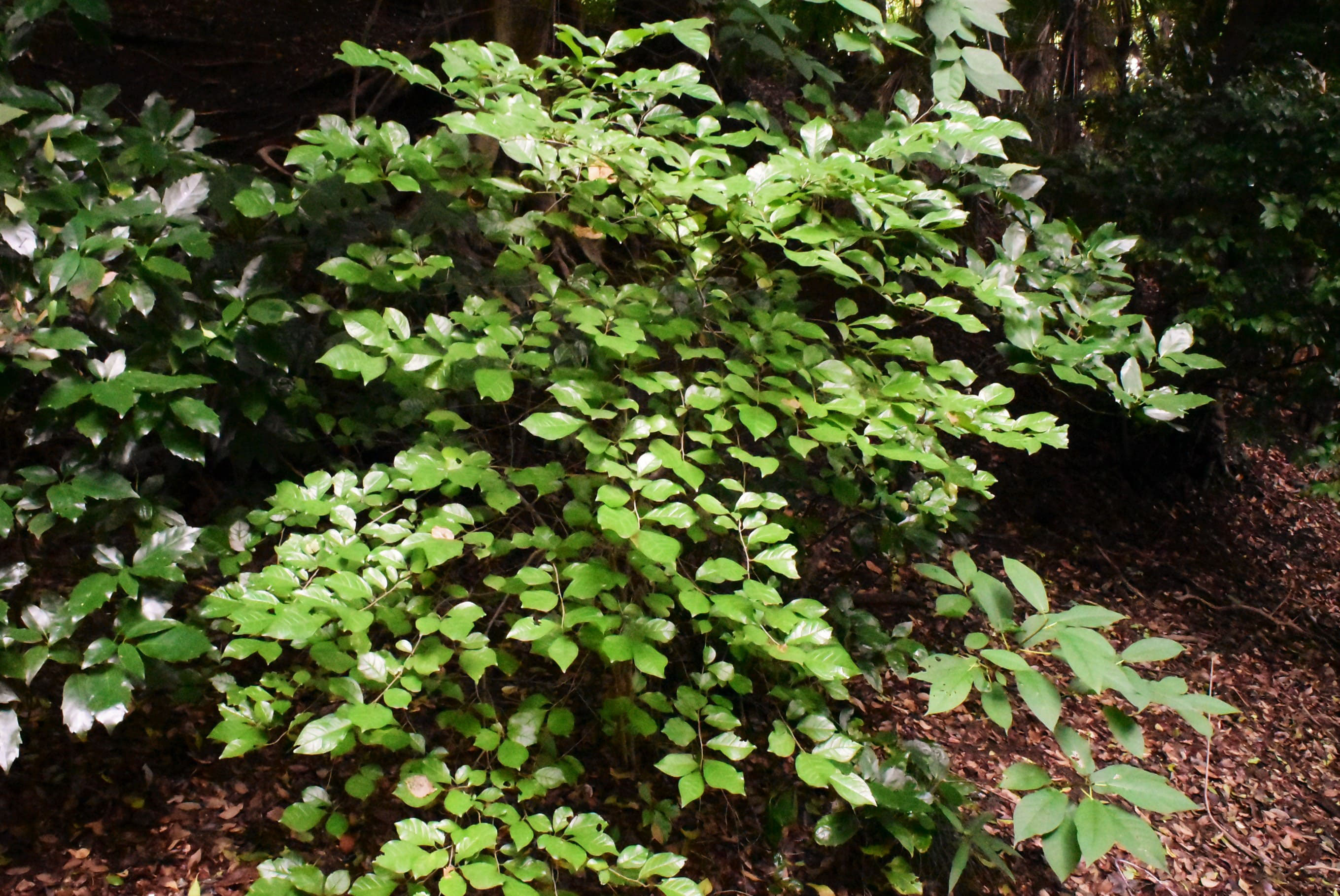 コクサギ 小臭木 庭木図鑑 植木ペディア