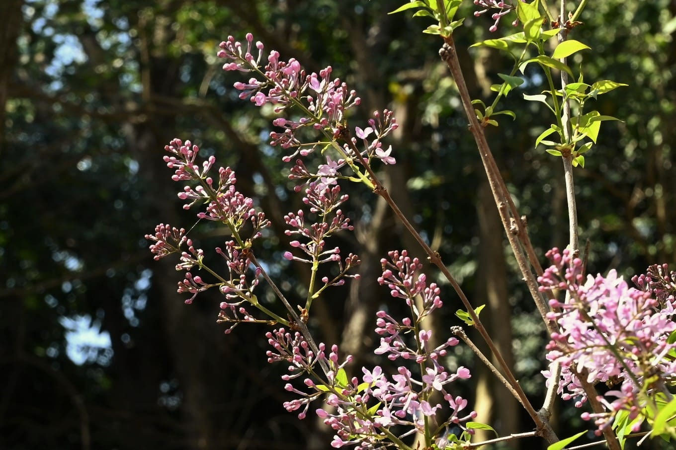 ライラック - 庭木図鑑 植木ペディア
