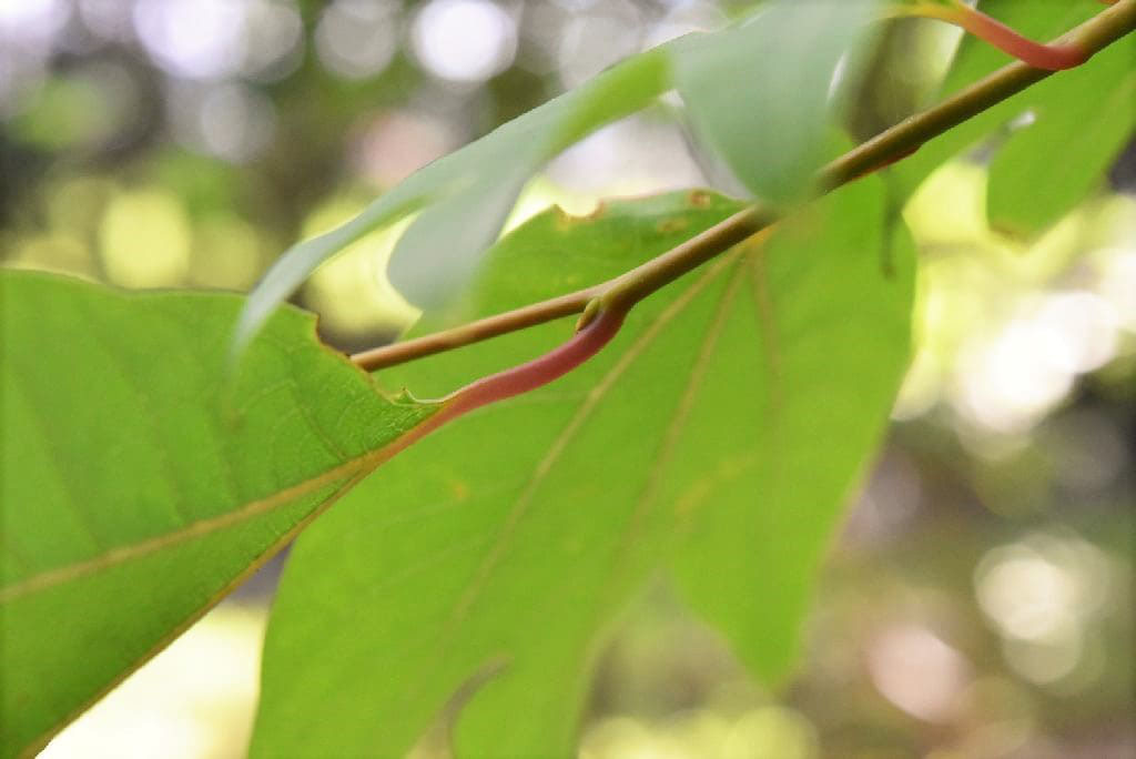 シロモジ 白文字 庭木図鑑 植木ペディア