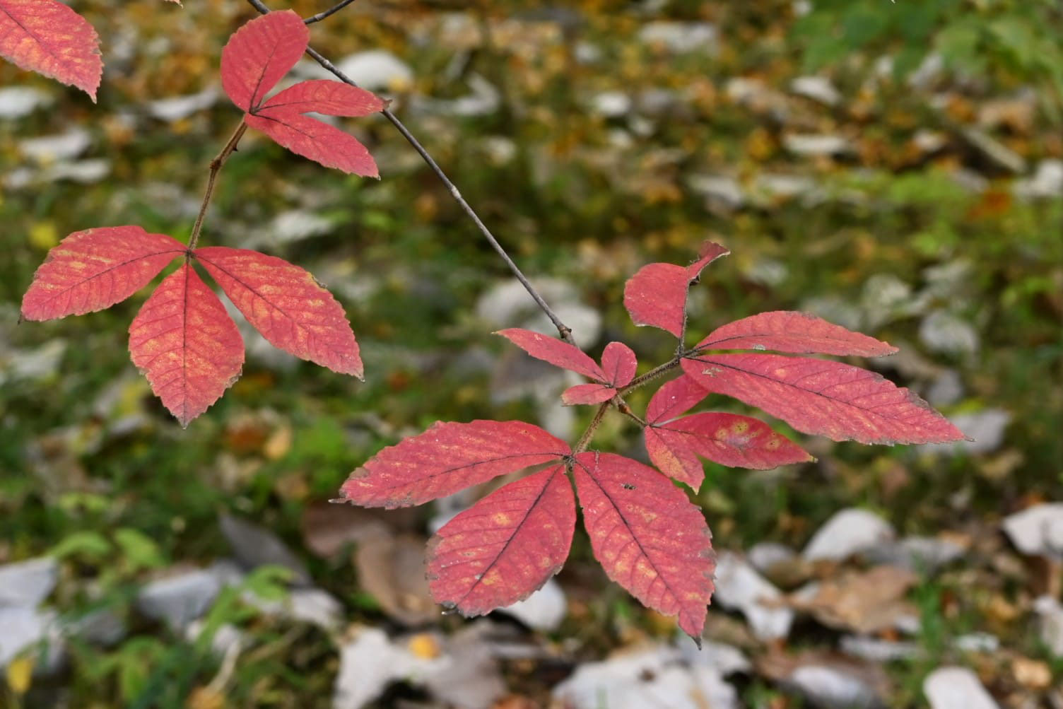 ぴろ　めぐすりの木 メグスリノキ（目薬の木） - 庭木図鑑 植木ペディア