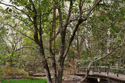 トウネズミモチ（唐女貞） - 庭木図鑑 植木ペディア