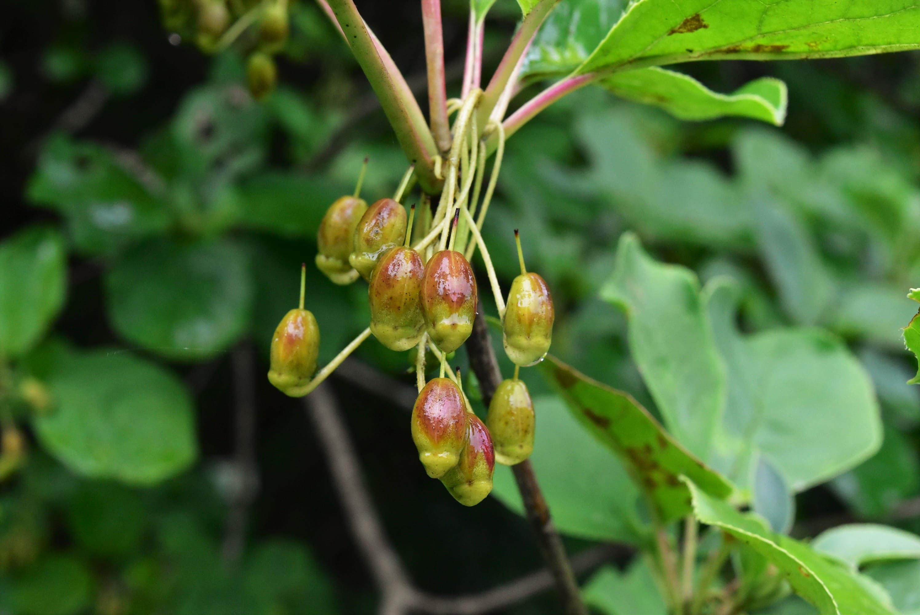 サラサドウダン 庭木図鑑 植木ペディア サラサドウダン 庭木図鑑 植木ペディア