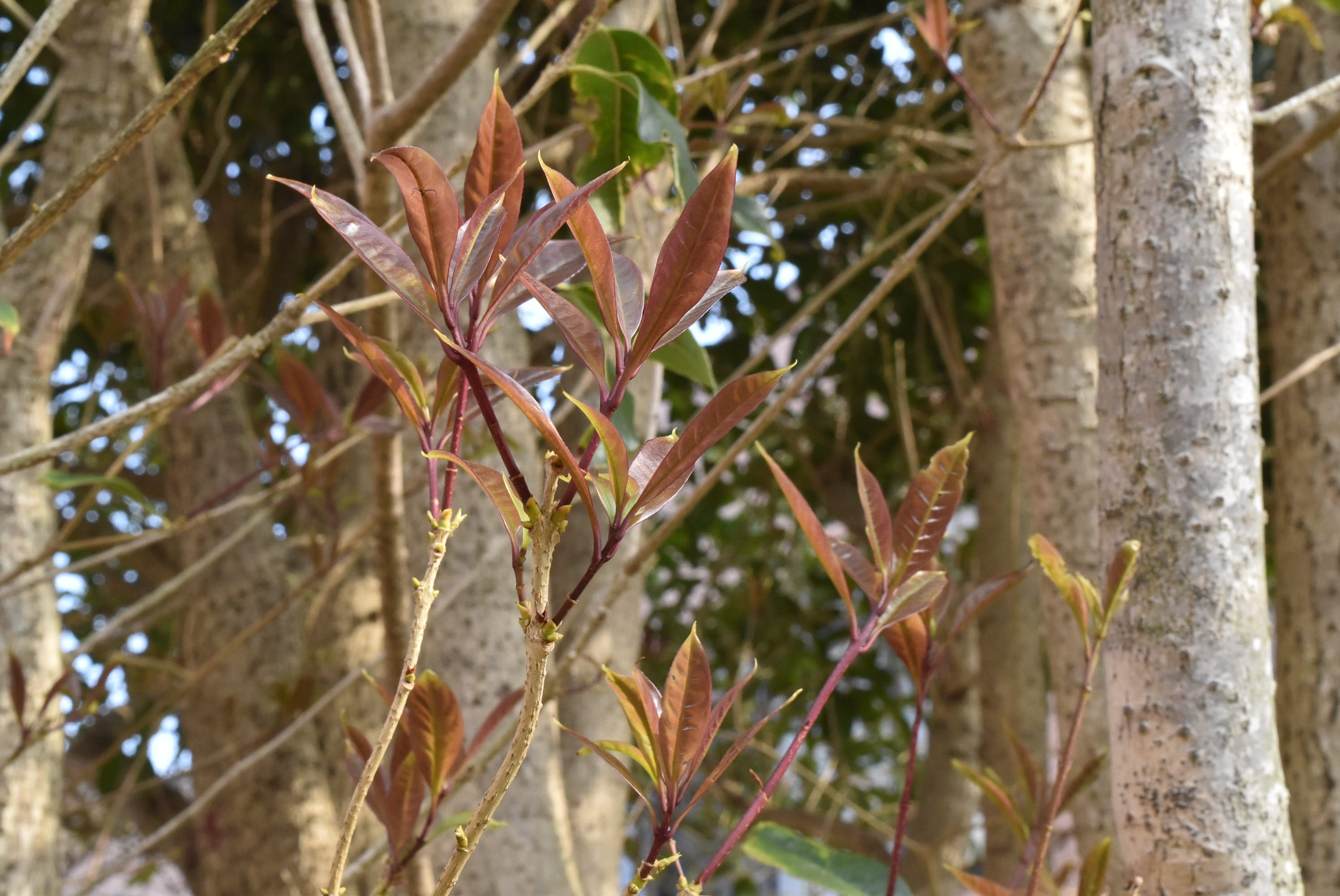 ウスギモクセイ 庭木図鑑 植木ペディア
