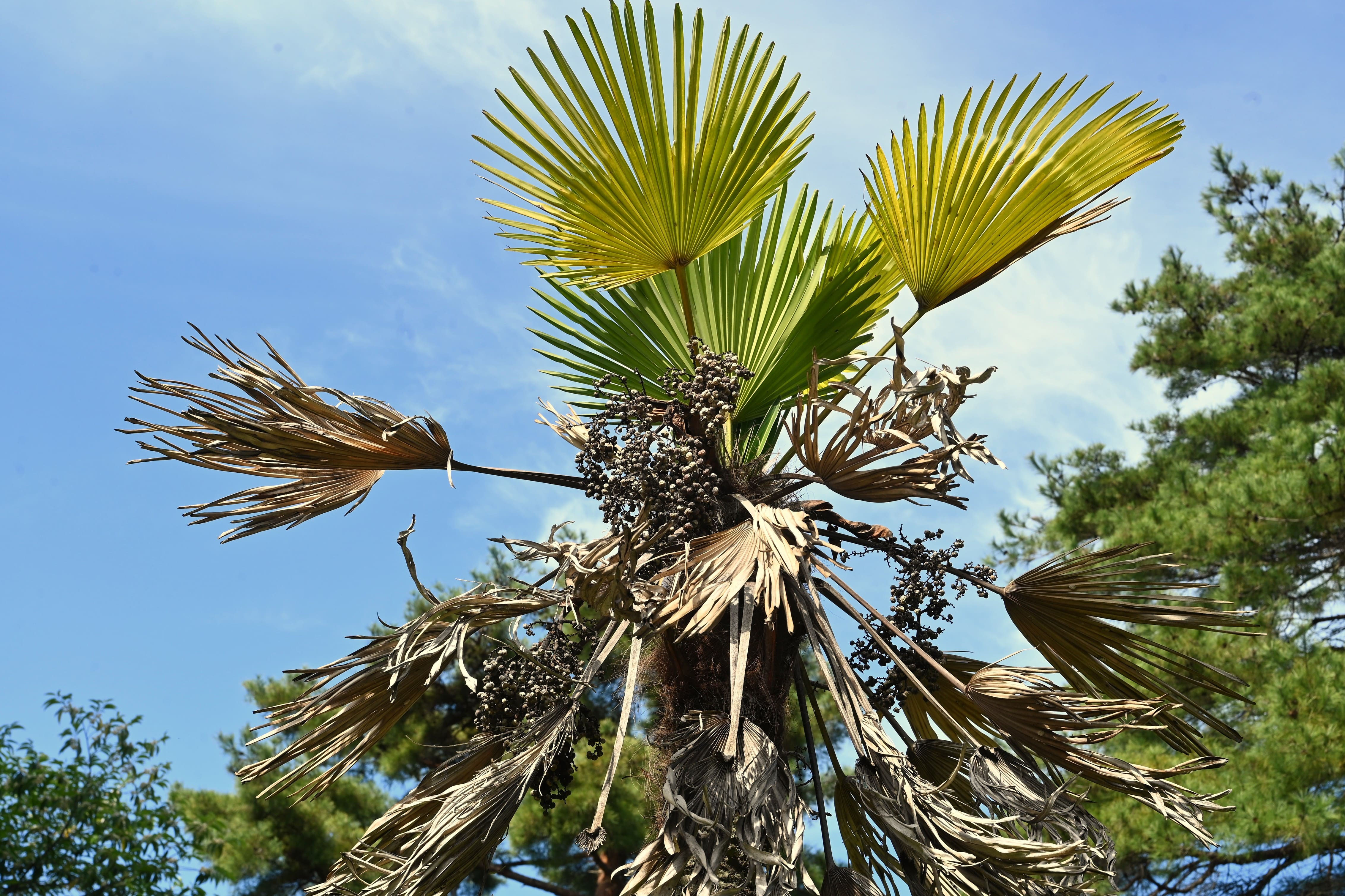 棕櫚の葉 シュロ／しゅろ／棕櫚 - 庭木図鑑 植木ペディア