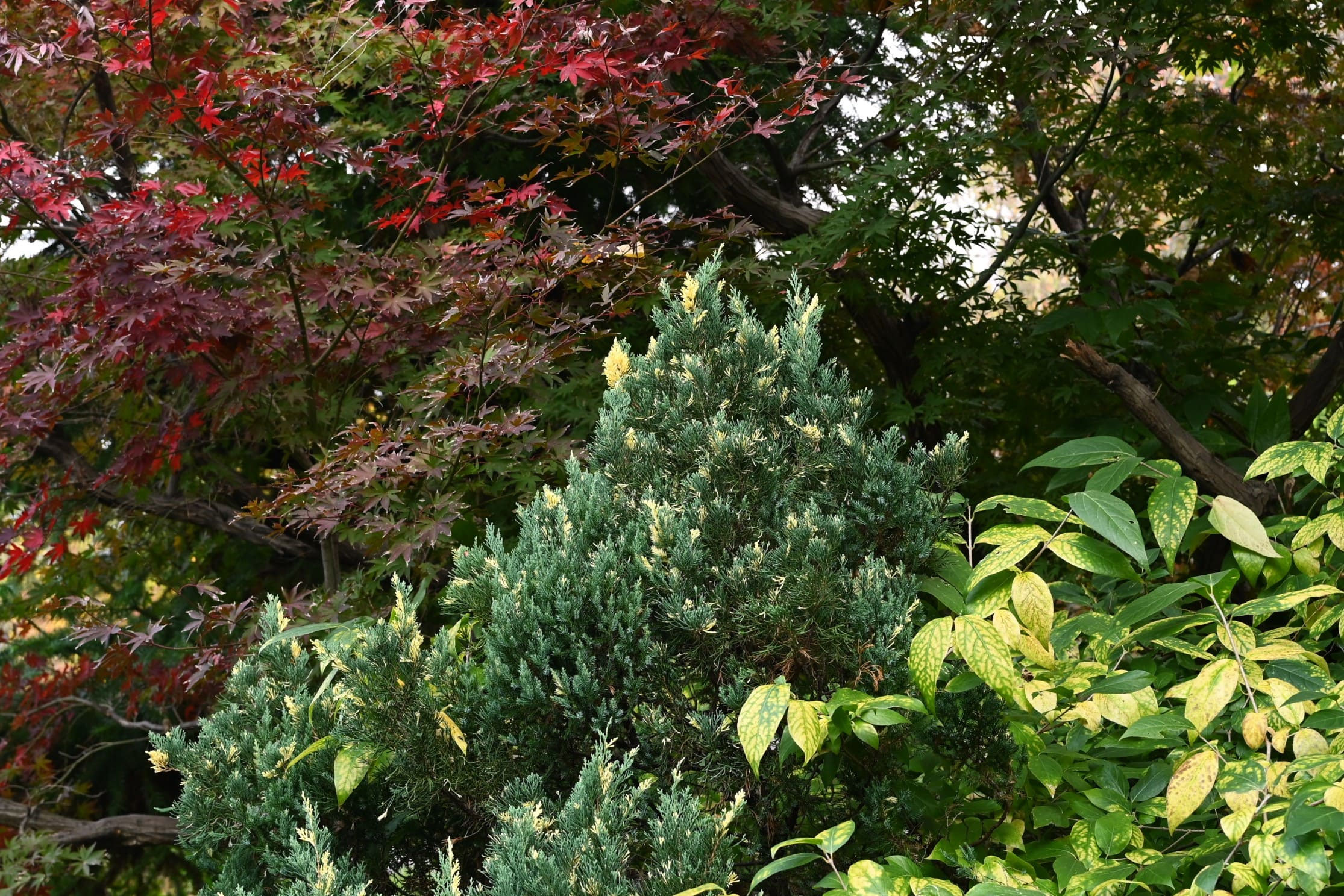 ビャクシン - 庭木図鑑 植木ペディア