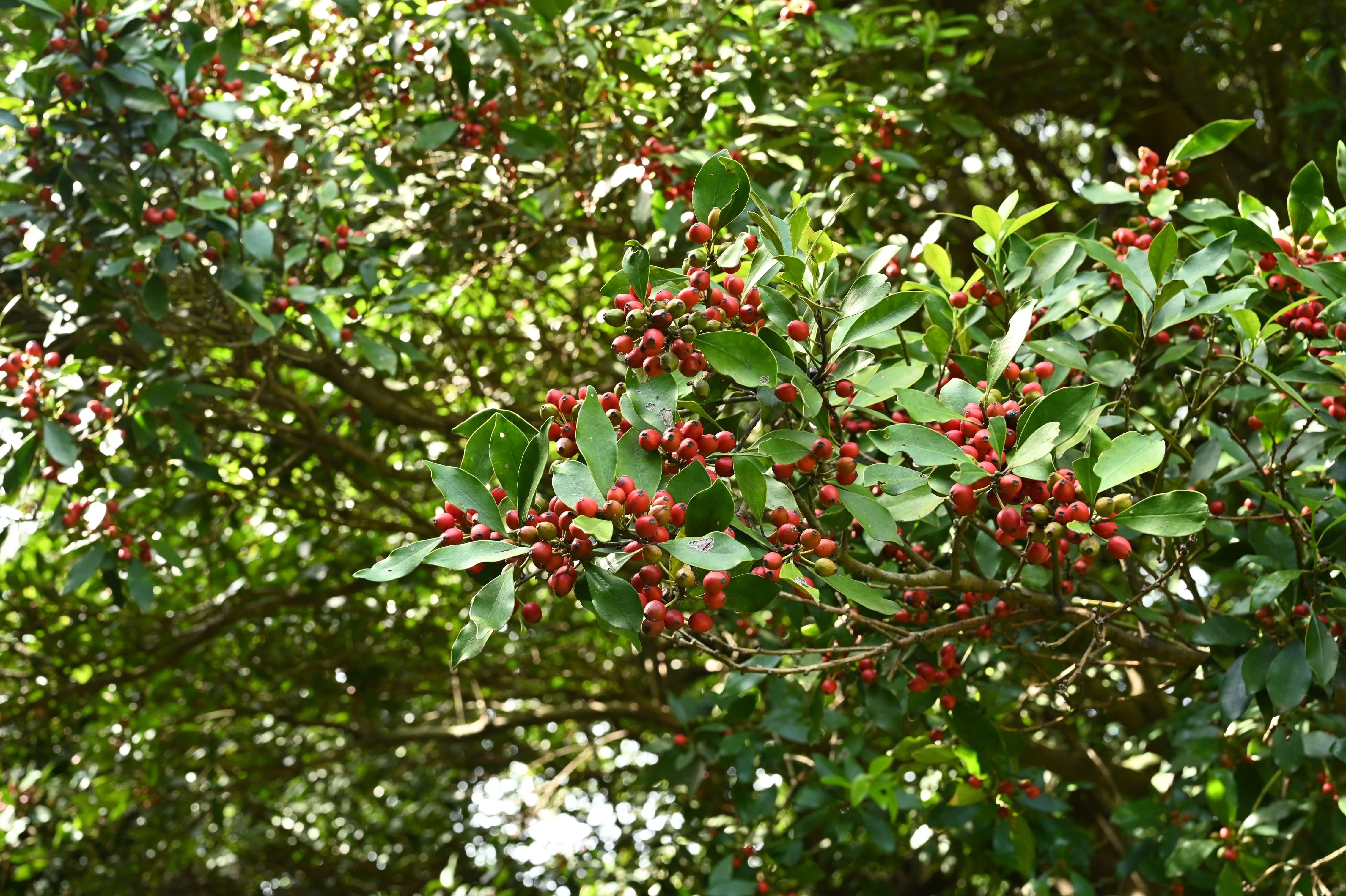 絕版款　新品  amuseable holly モチノキ モチノキ（黐の木） - 庭木図鑑 植木ペディア