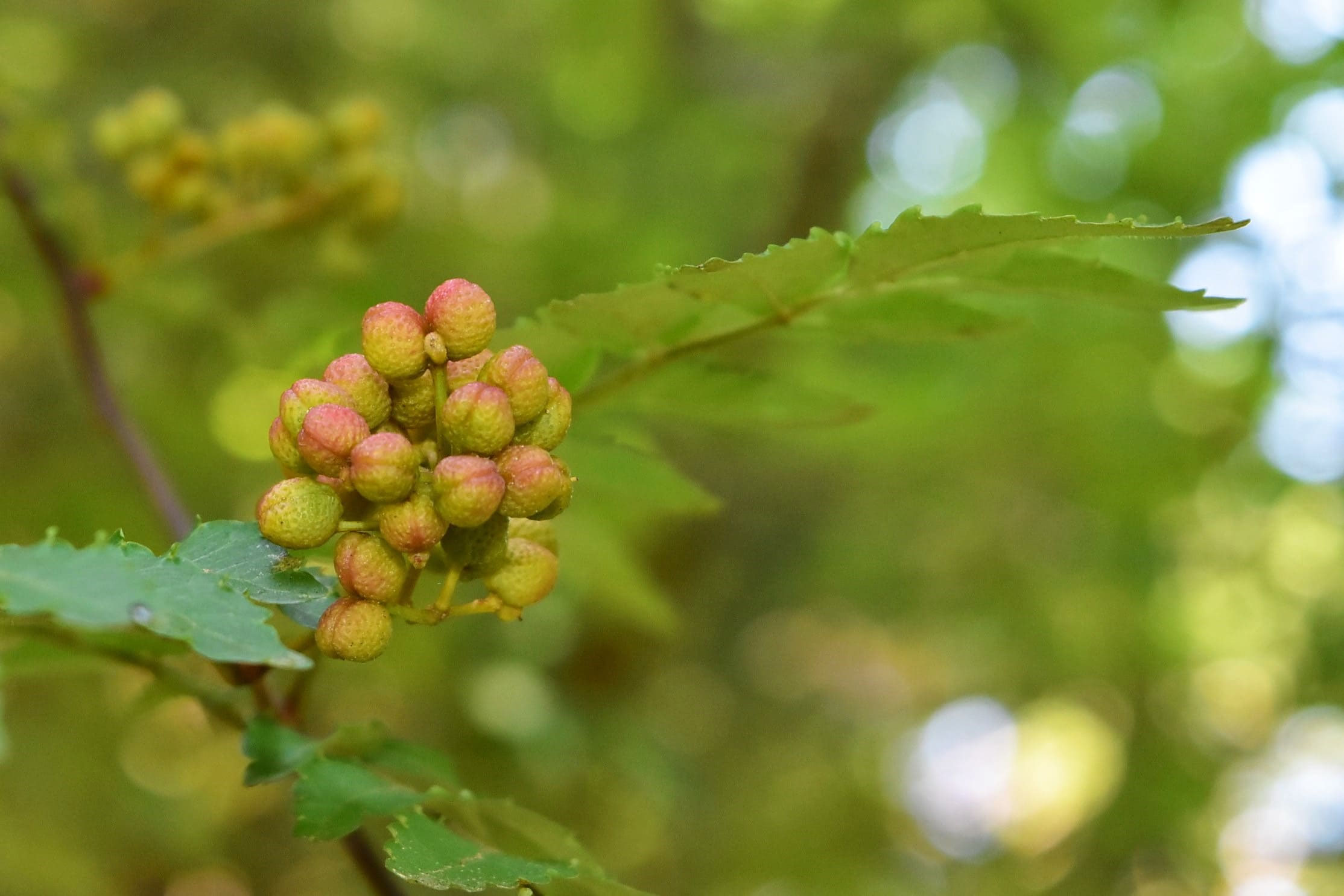 サンショウ（山椒） - 庭木図鑑 植木ペディア