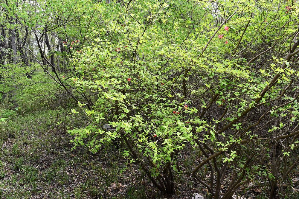 ヤマツツジ 山躑躅 庭木図鑑 植木ペディア