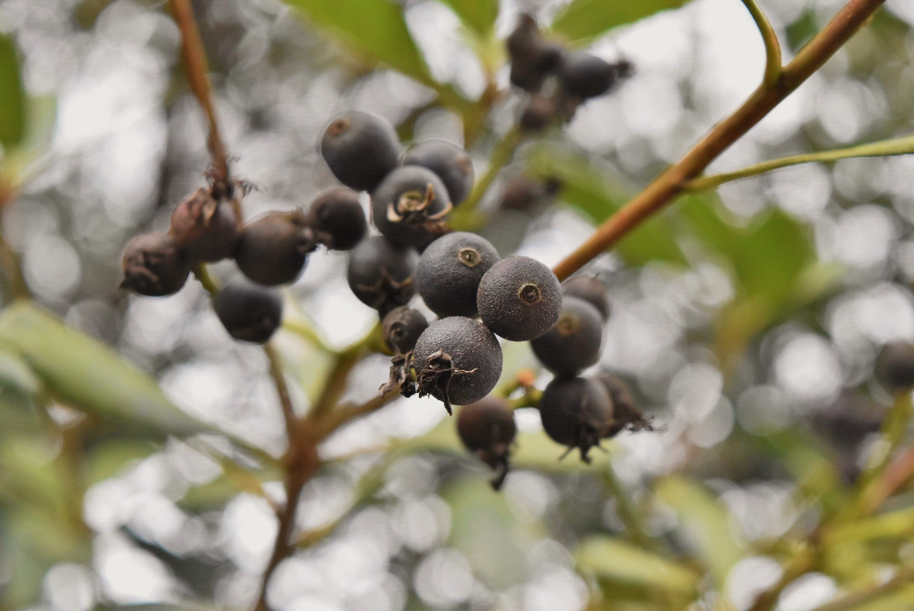 シャリンバイ（車輪梅） - 庭木図鑑 植木ペディア