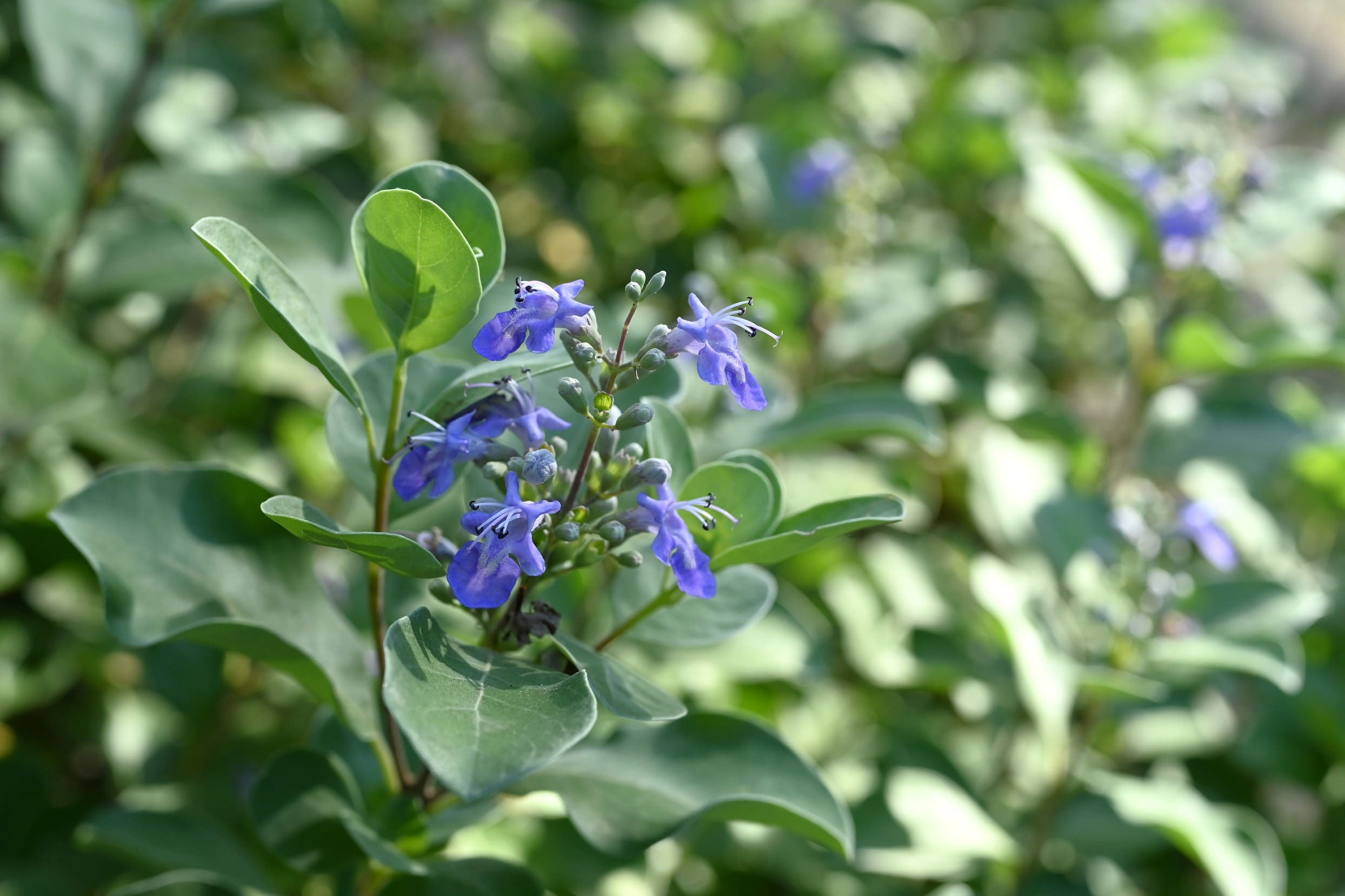 ハマゴウ 浜香 庭木図鑑 植木ペディア
