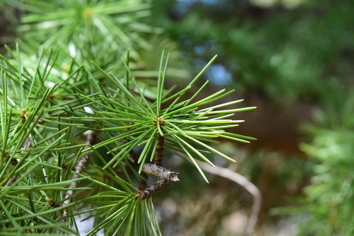 ヒマラヤスギ 庭木図鑑 植木ペディア