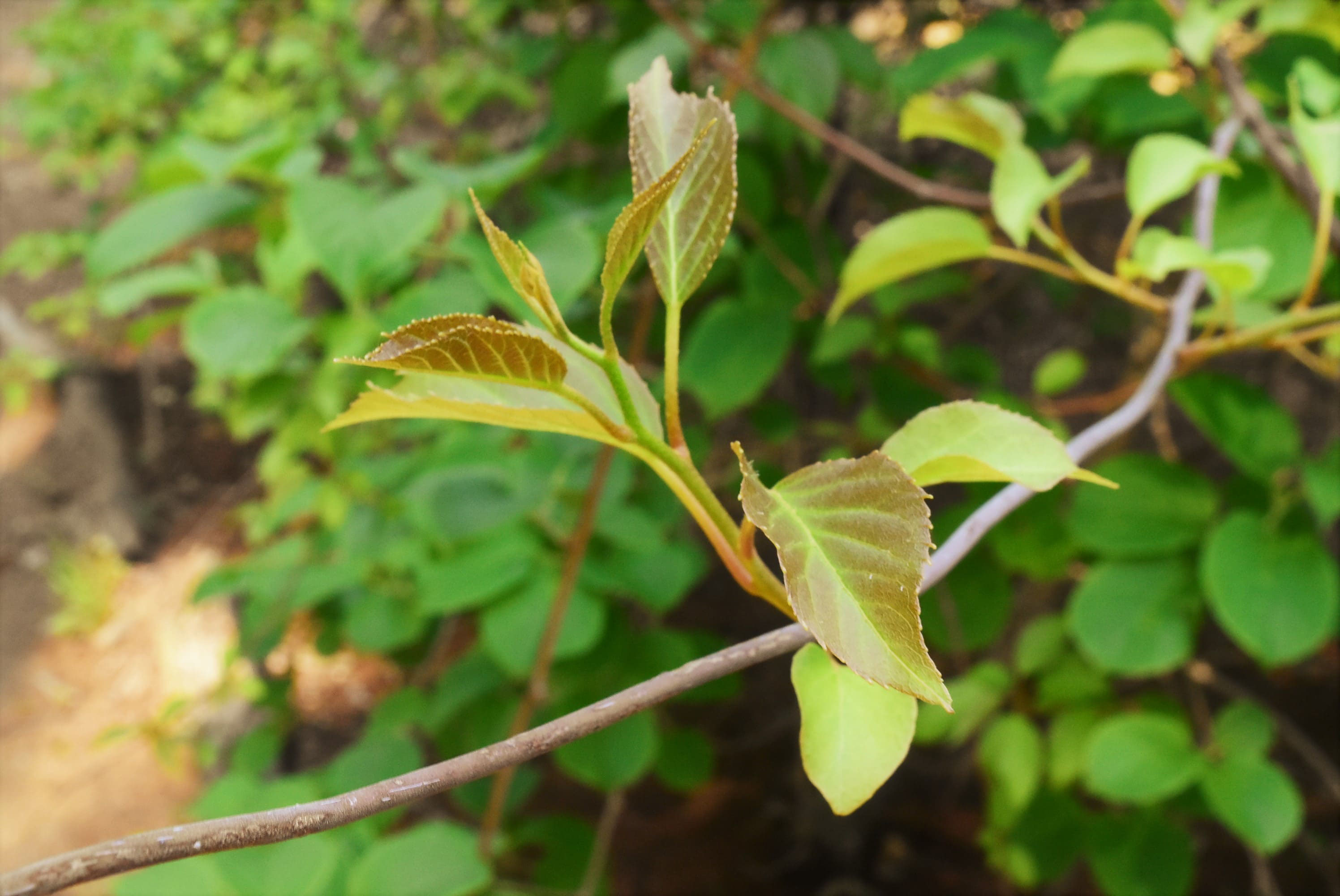サルナシ 庭木図鑑 植木ペディア