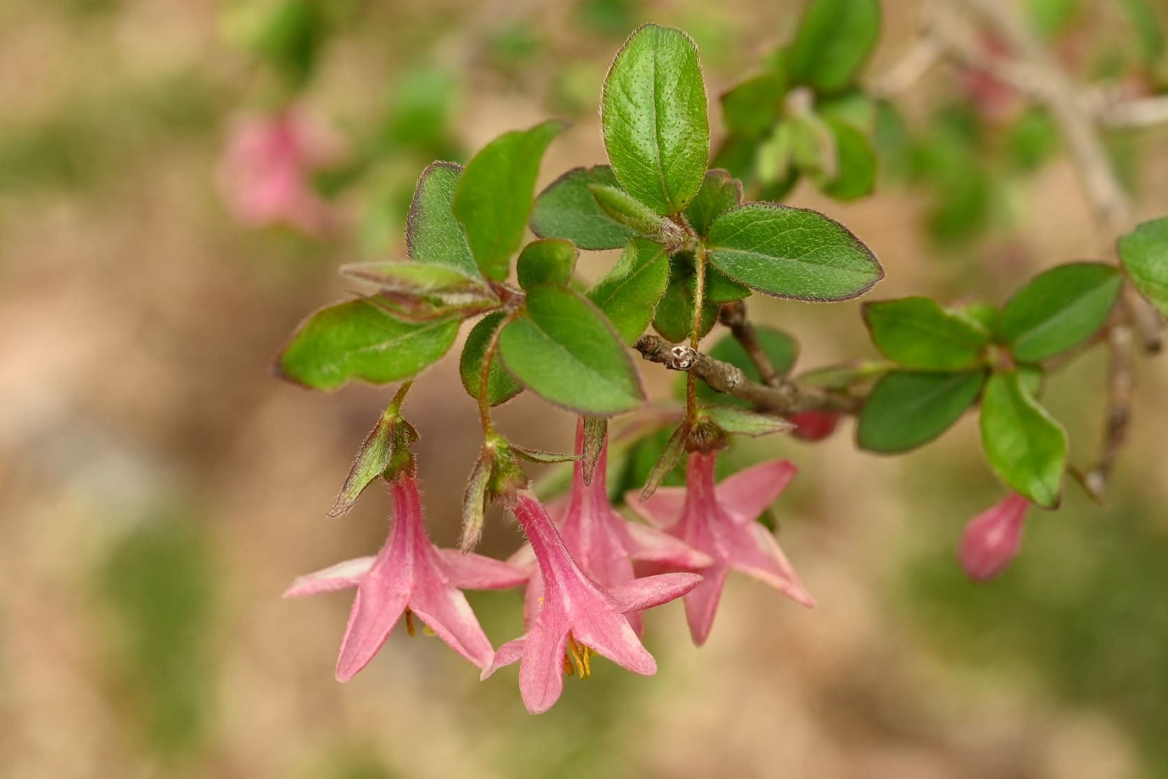 ミヤマウグイスカグラ（深山鶯神楽） - 庭木図鑑 植木ペディア
