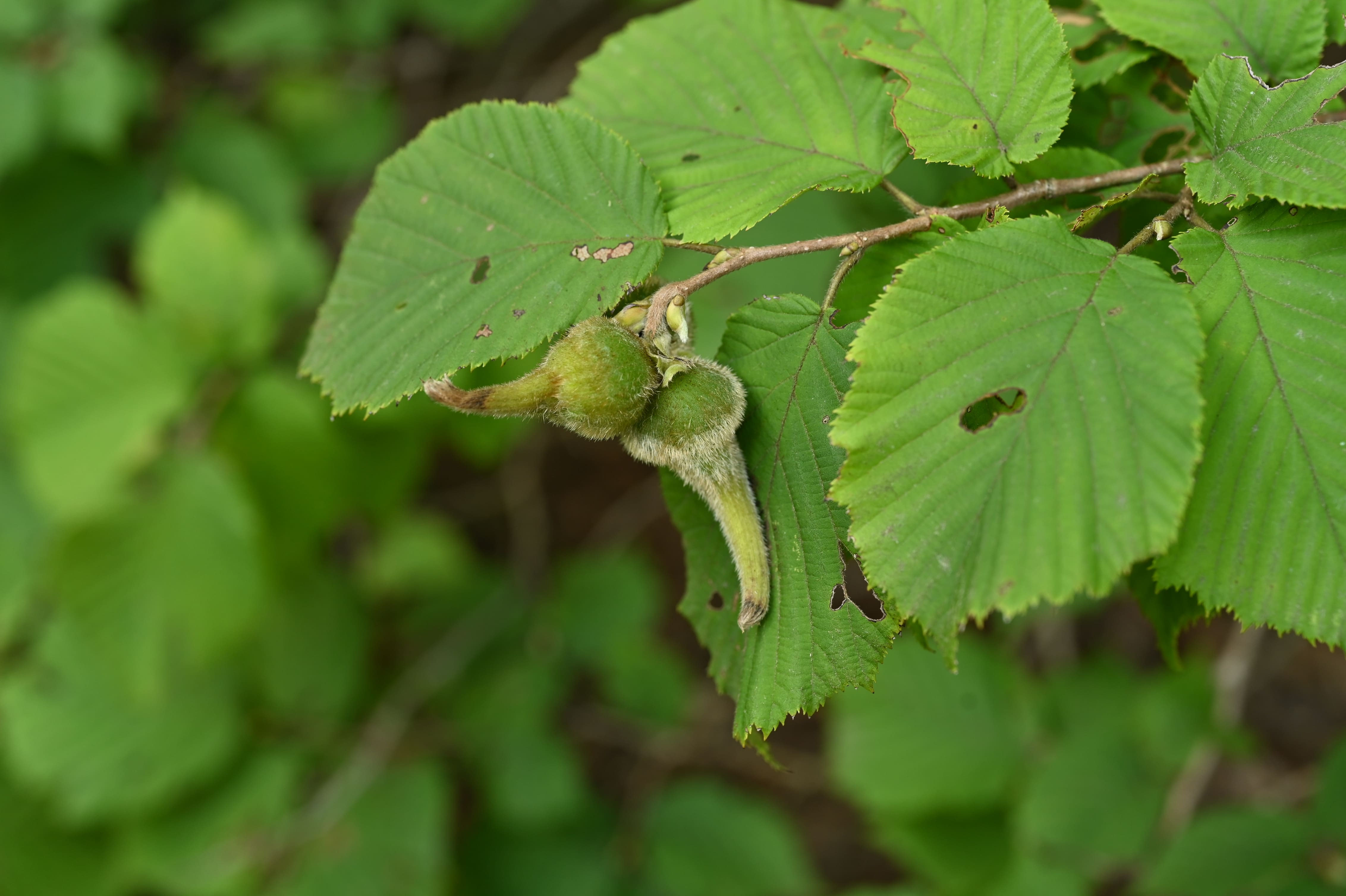 5 山採り　ツノハシバミ ツノハシバミ