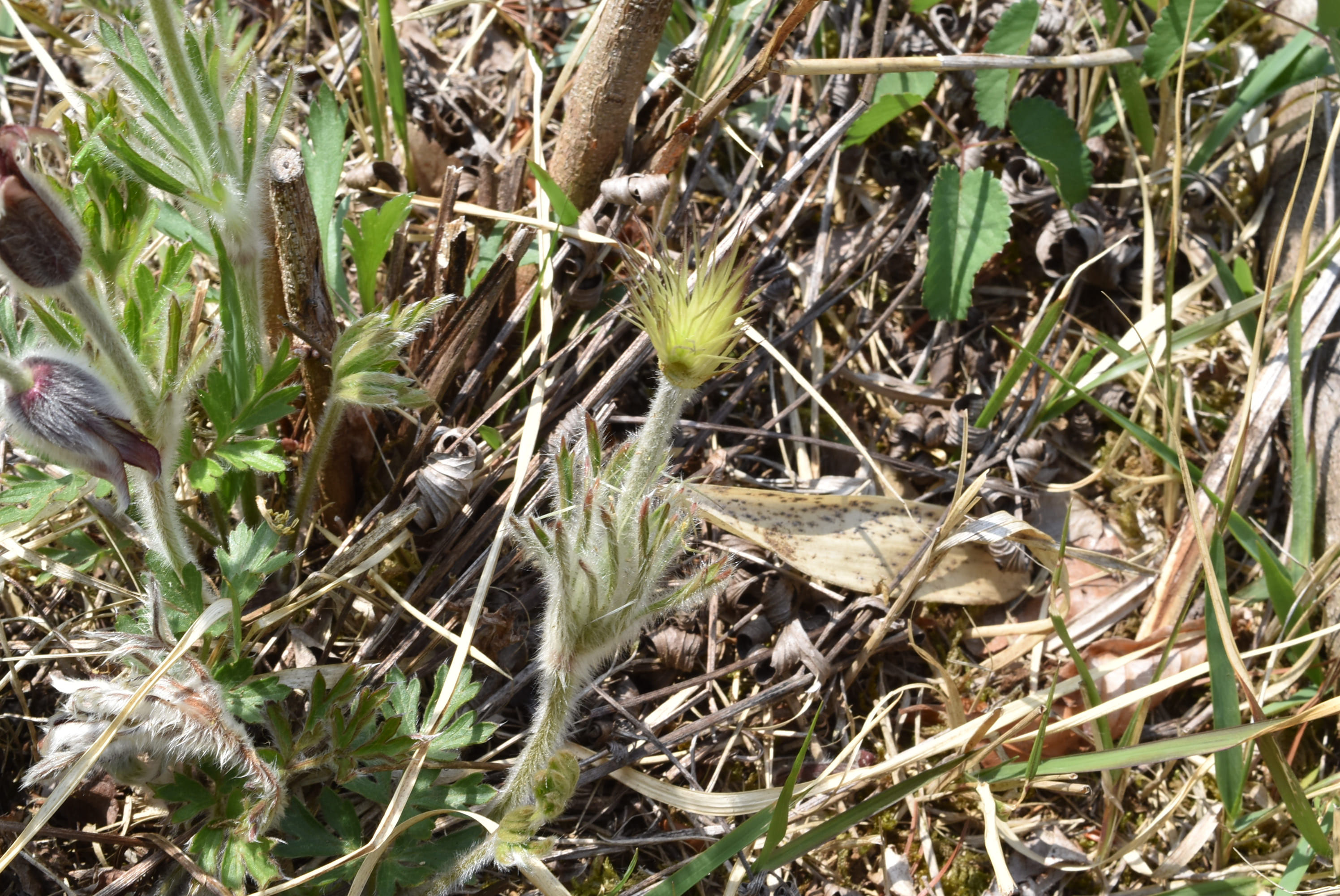 オキナグサ 翁草 庭木図鑑 植木ペディア