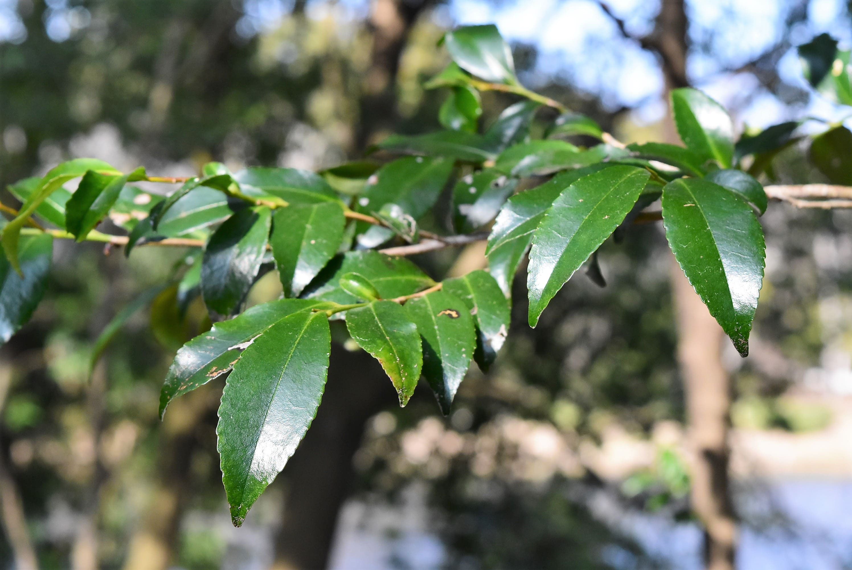 サカキ 榊 庭木図鑑 植木ペディア